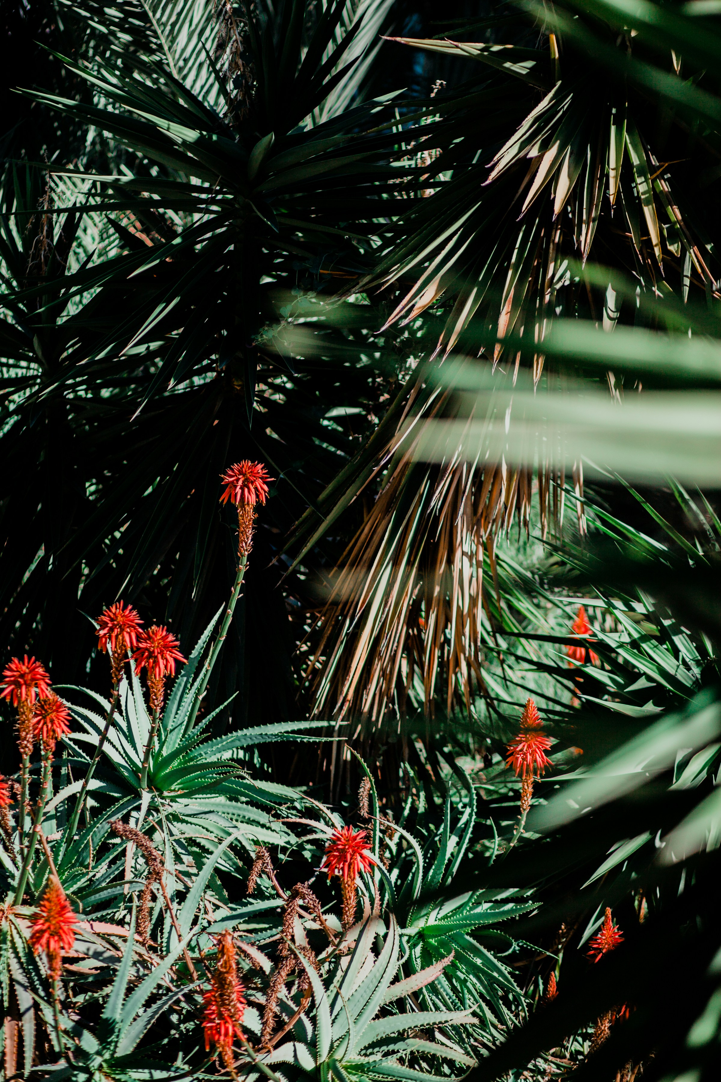 Red aloe flowers and green succulent leaves against dark foliage.