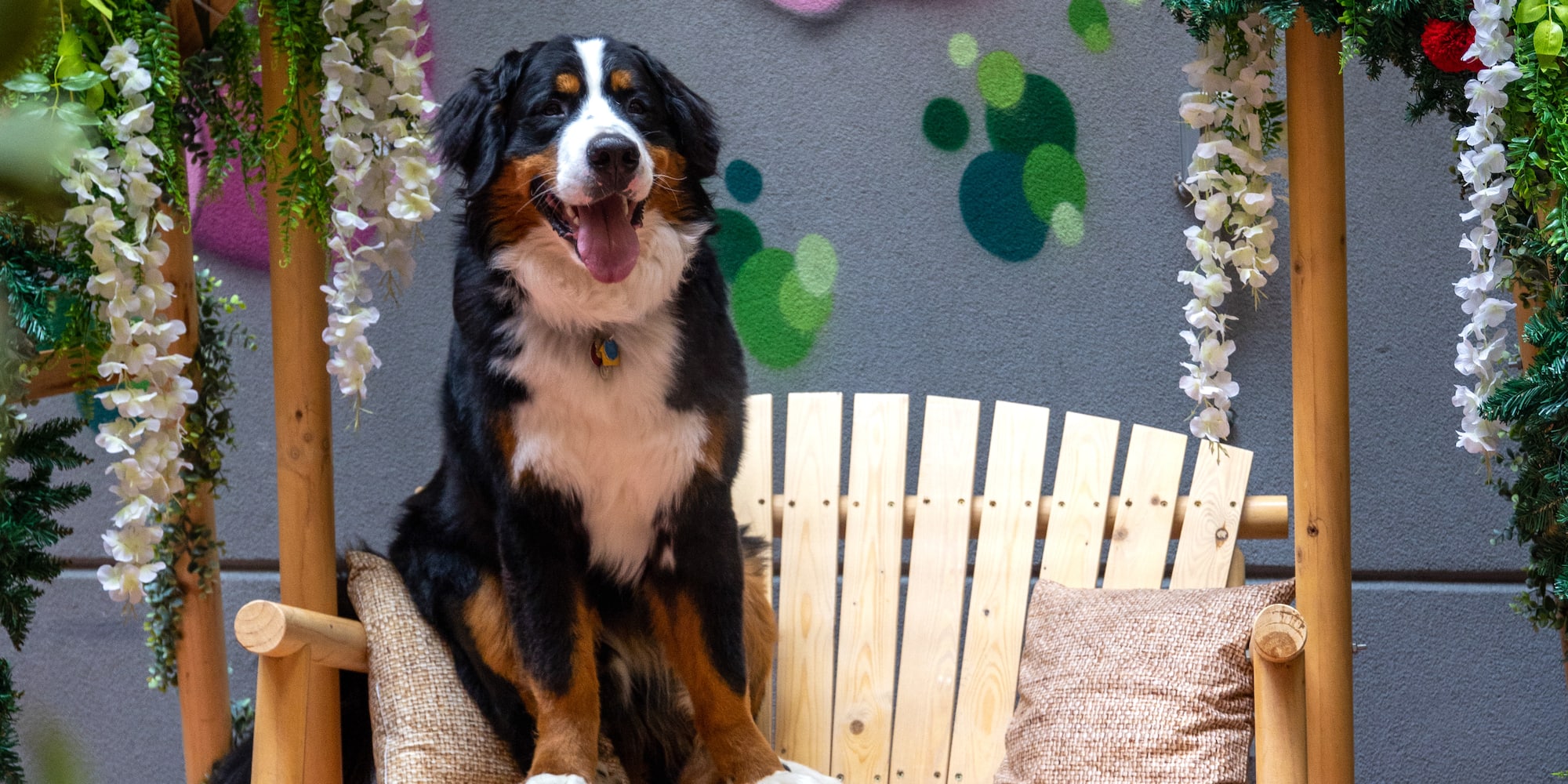 Bernese Mountain Dog smiles on a flower-decorated wooden swing against graffiti wall.