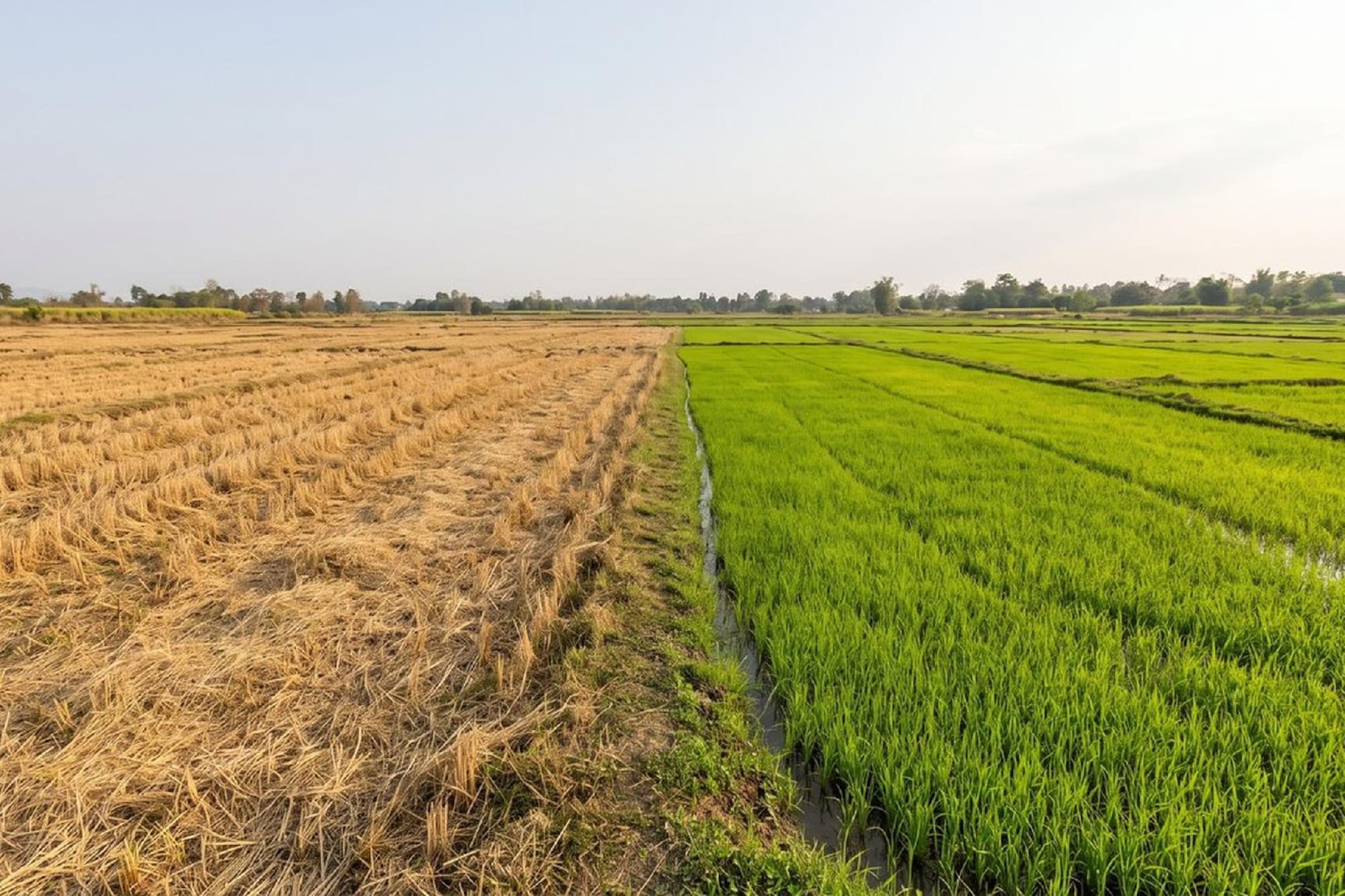 Contrasting rice fields: green growing crops beside golden harvested stubble.