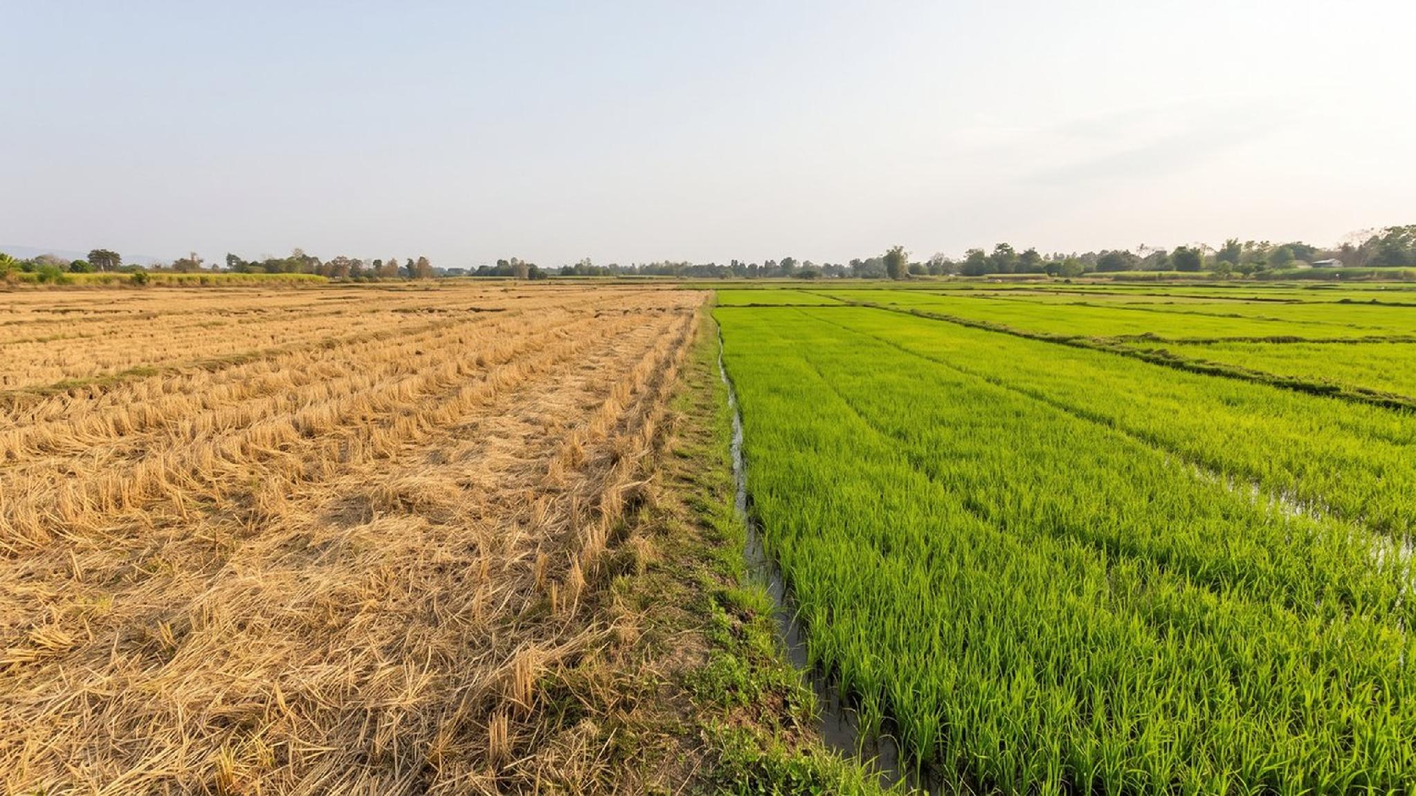 Contrasting rice fields: green growing crops beside golden harvested stubble.
