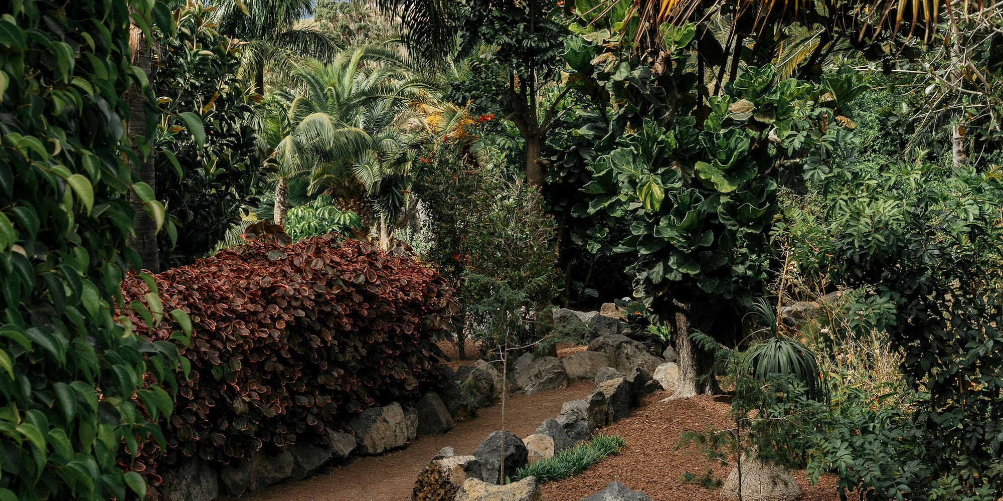 Winding gravel path in a lush botanical garden with palm trees and rocks.