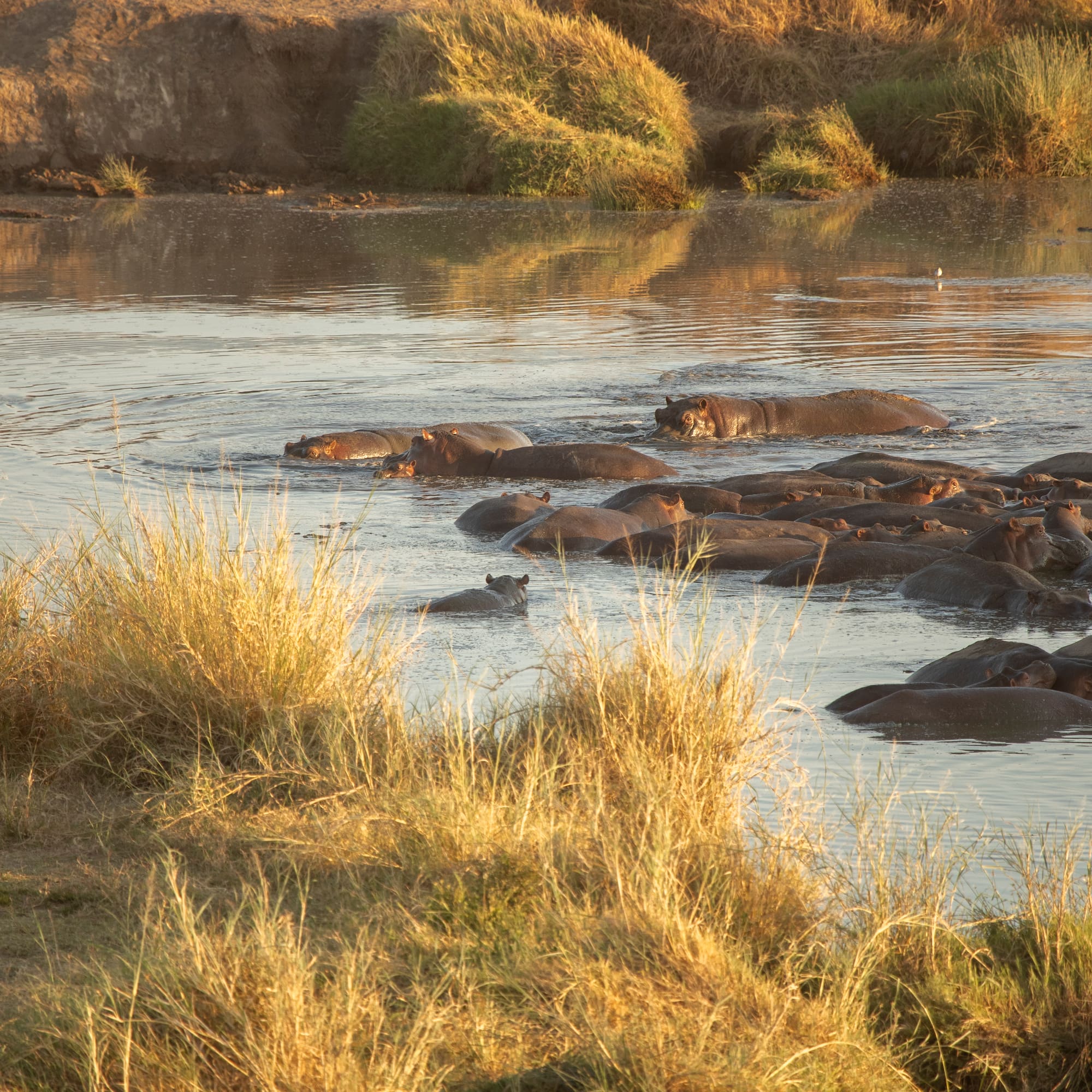 a group of hippos in a river