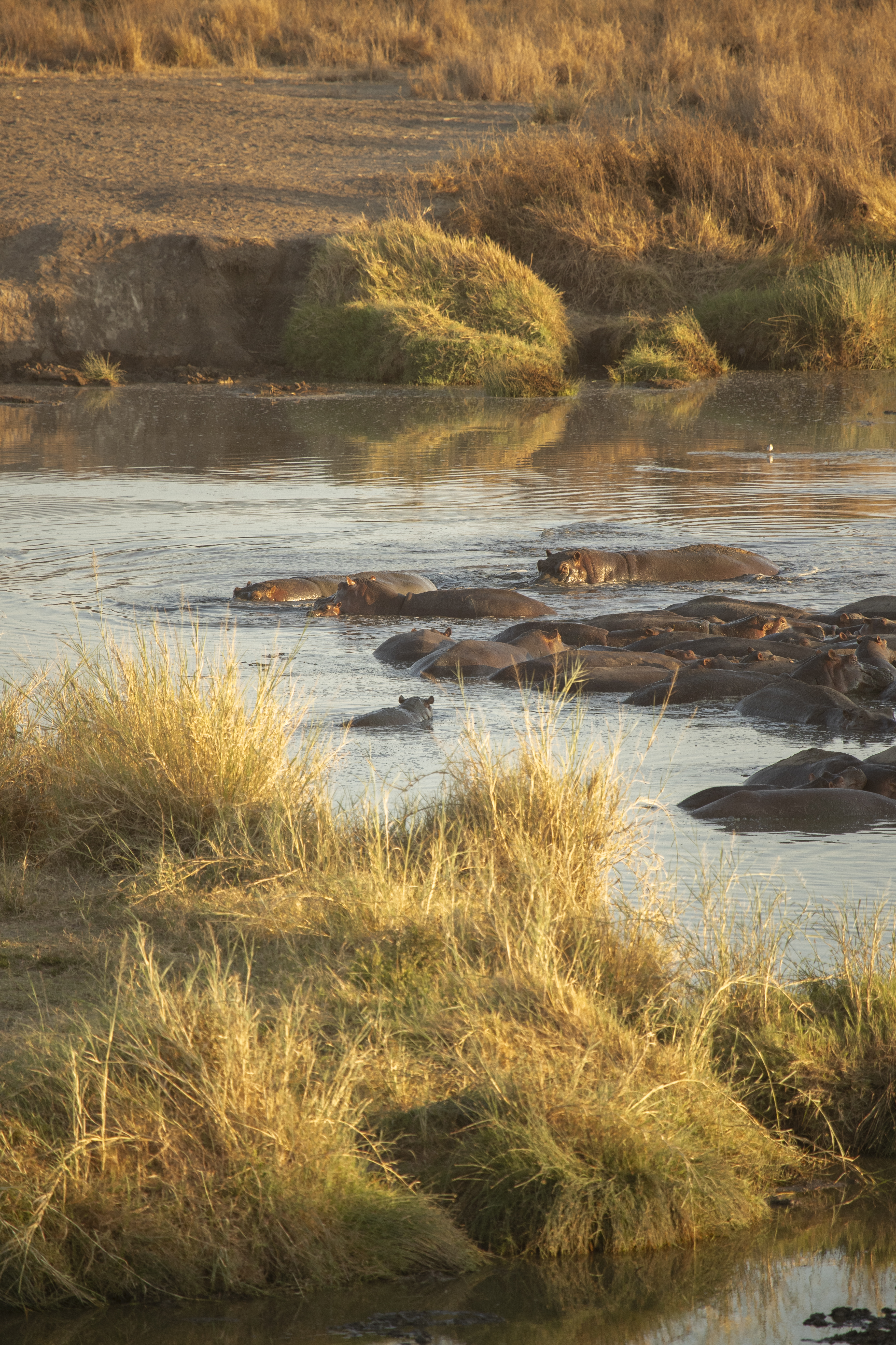 a group of hippos in a river