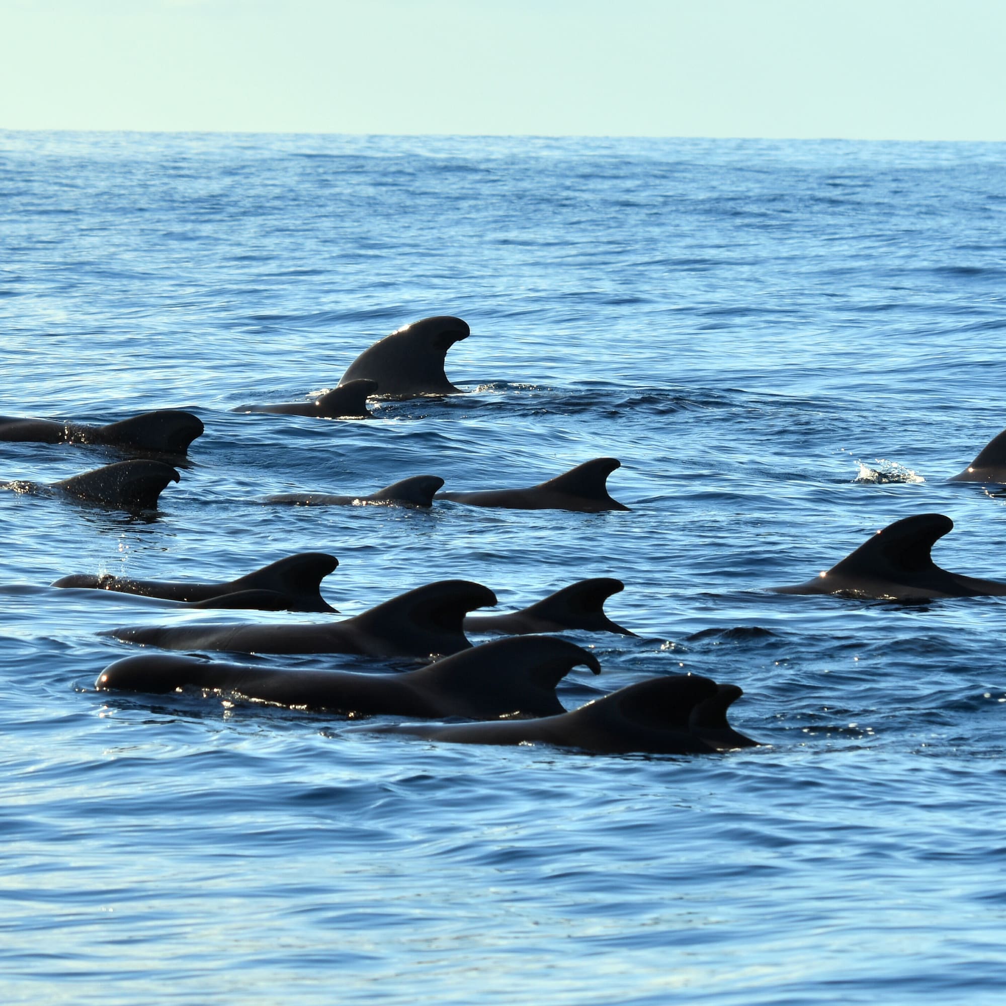 Pod of black pilot whales swimming and surfacing in blue ocean water.