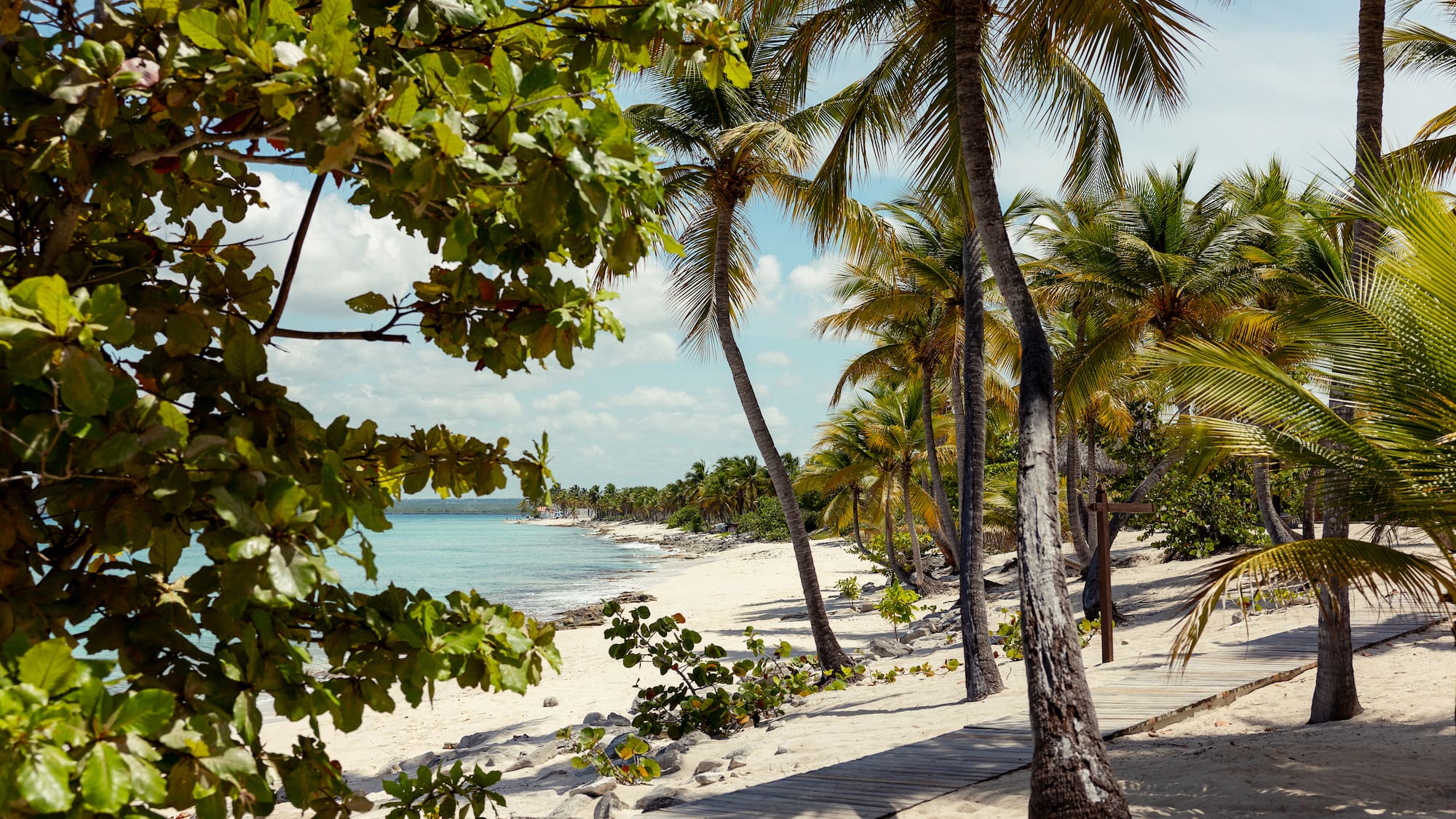 a path leading to a beach with palm trees