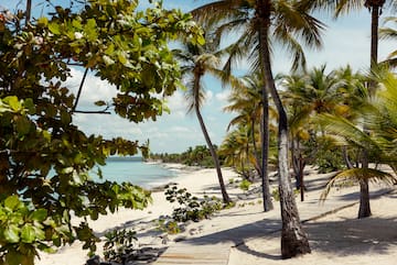 a path leading to a beach with palm trees