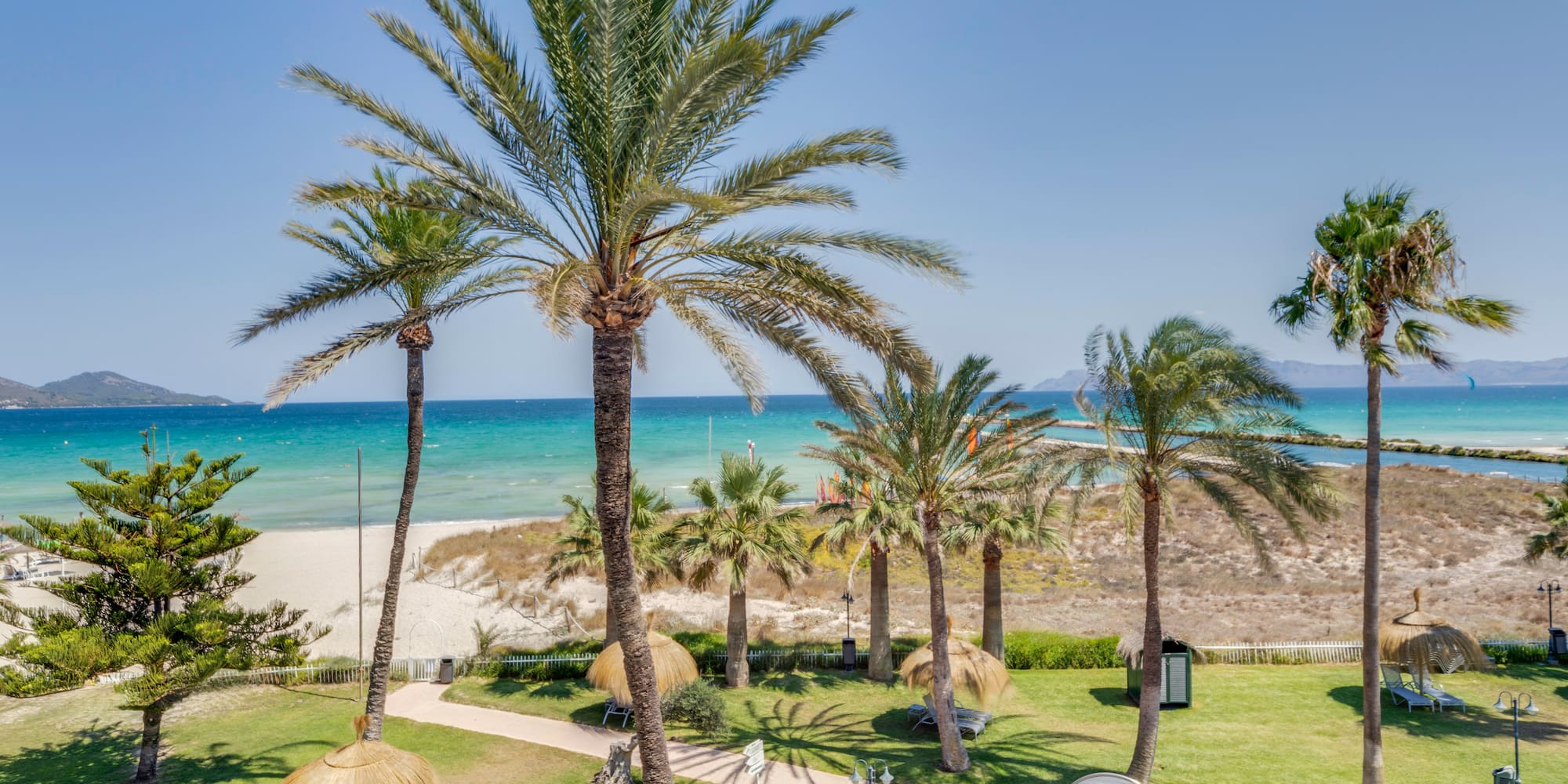 a palm trees and a beach