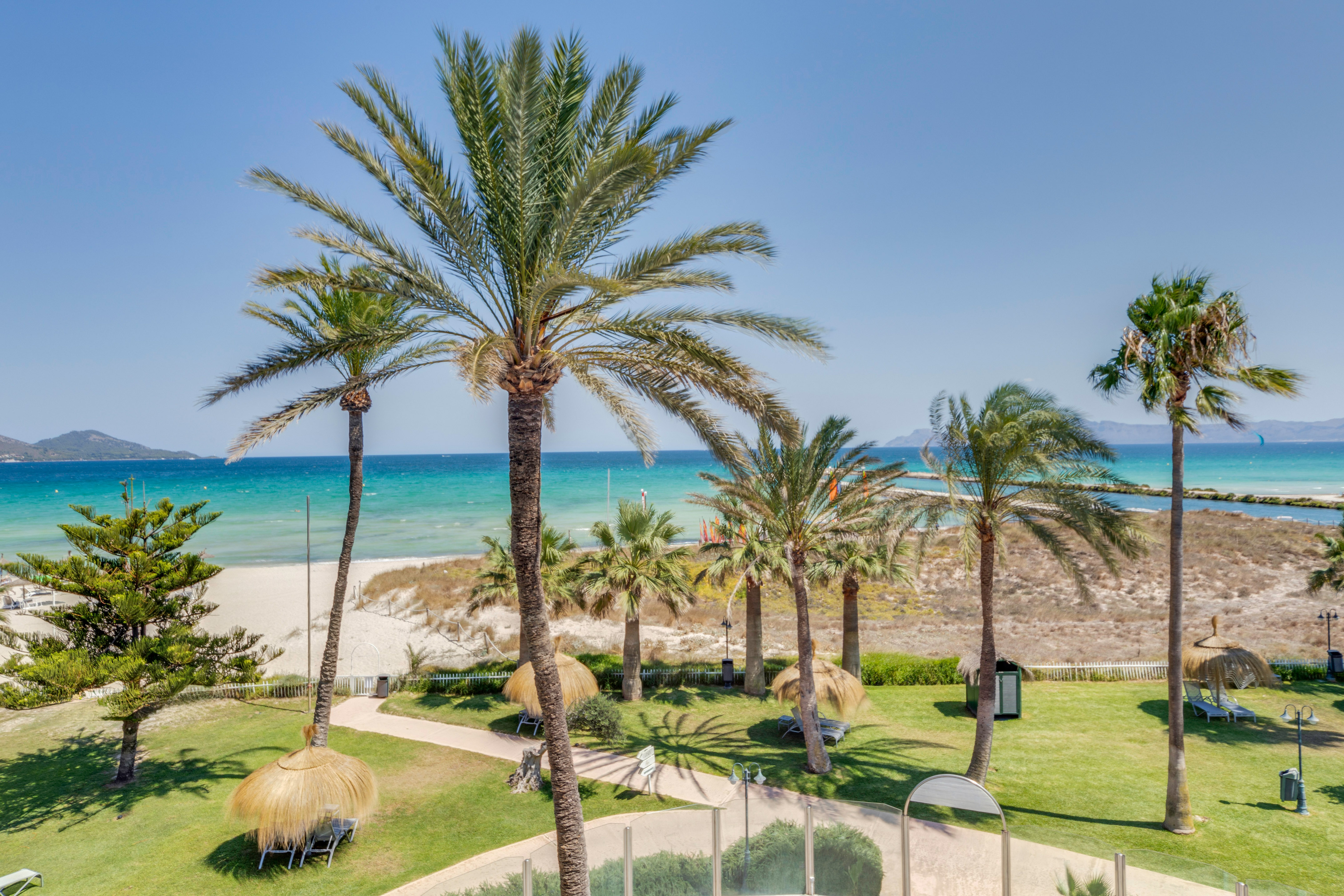 a palm trees and a beach