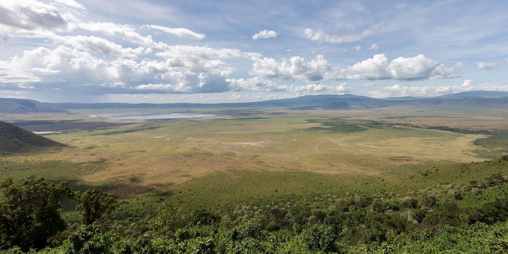 a landscape with trees and a mountain in the background