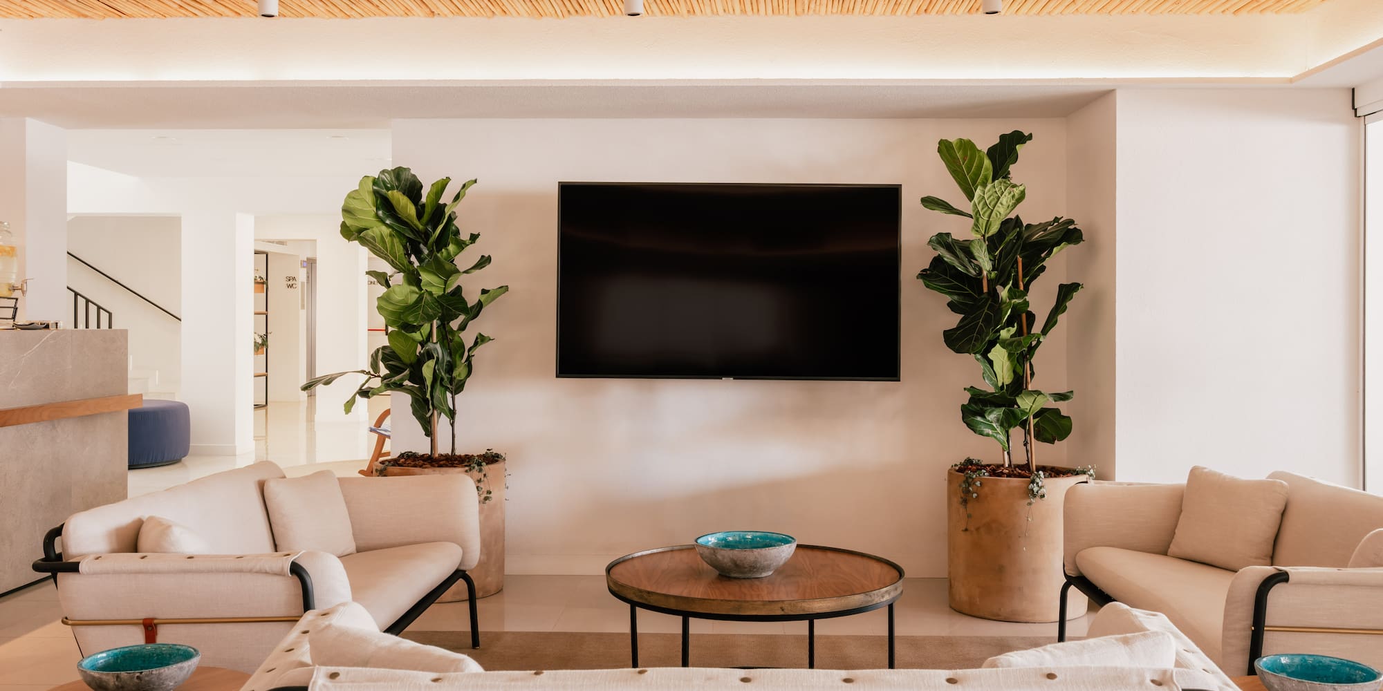 Modern lounge: cream sofas, bamboo ceiling, wall TV, and fiddle leaf fig plants.