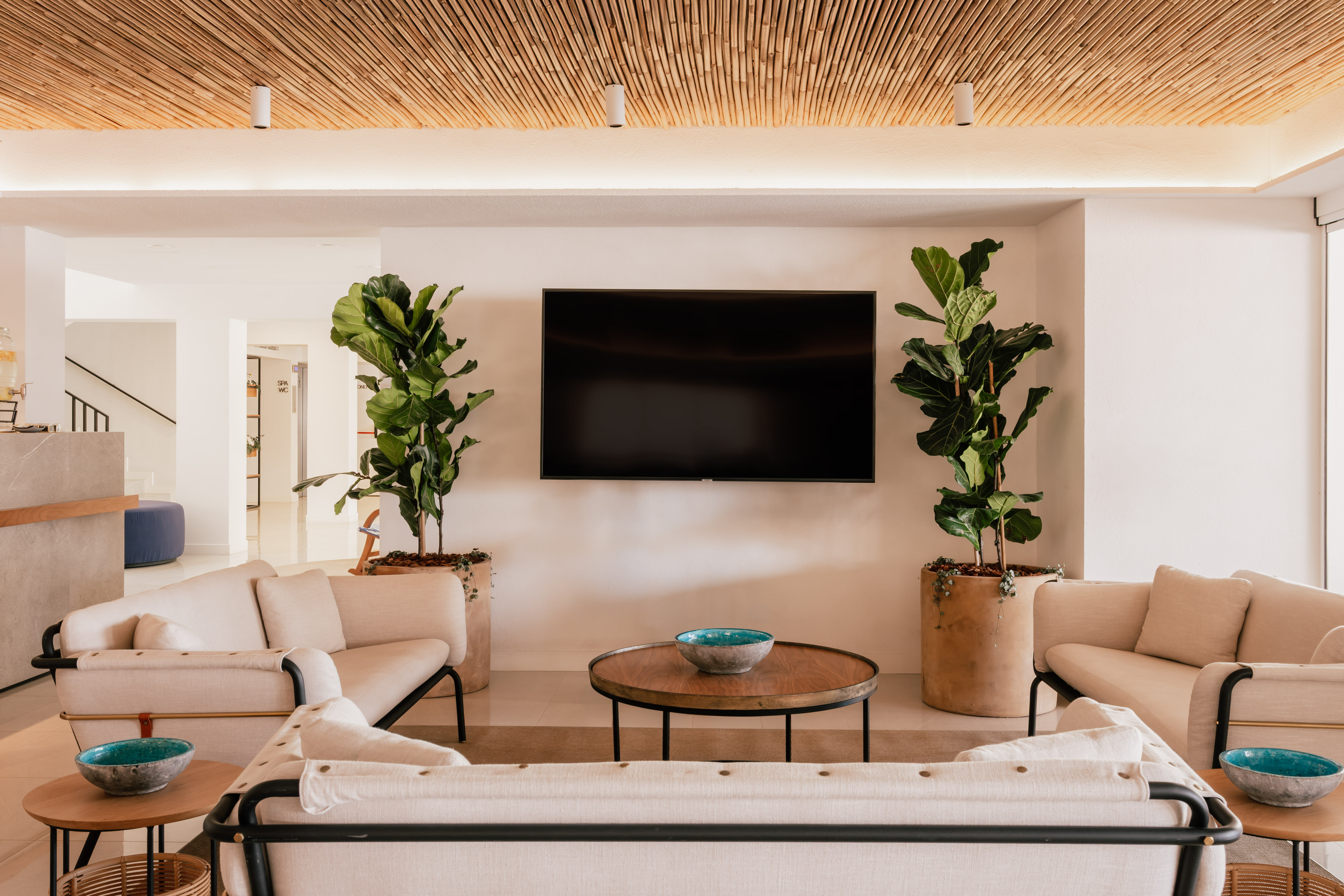 Modern lounge: cream sofas, bamboo ceiling, wall TV, and fiddle leaf fig plants.