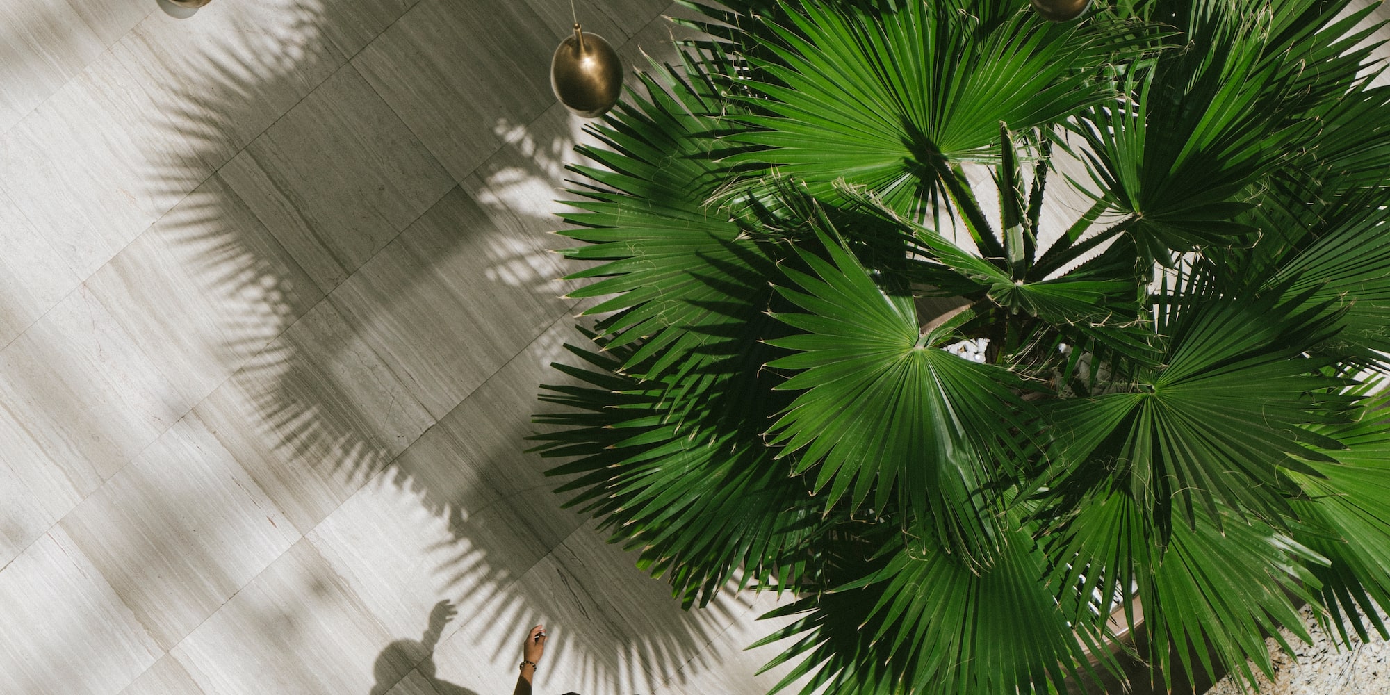 a person sitting on a floor with a large plant