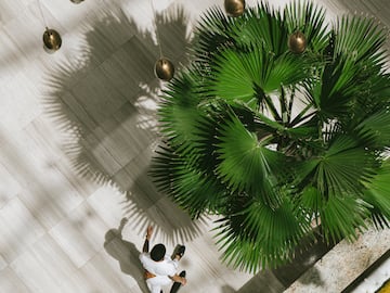 a person sitting on a floor with a large plant