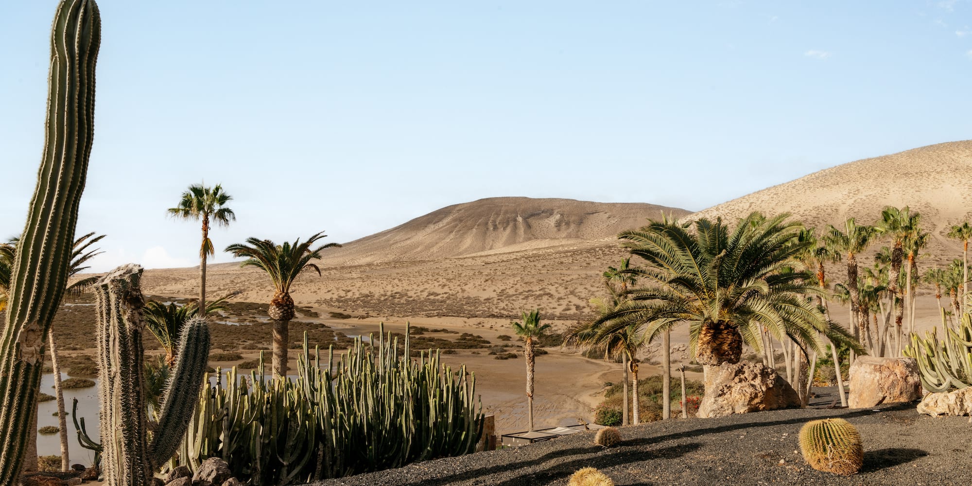 a desert landscape with palm trees and cactuses
