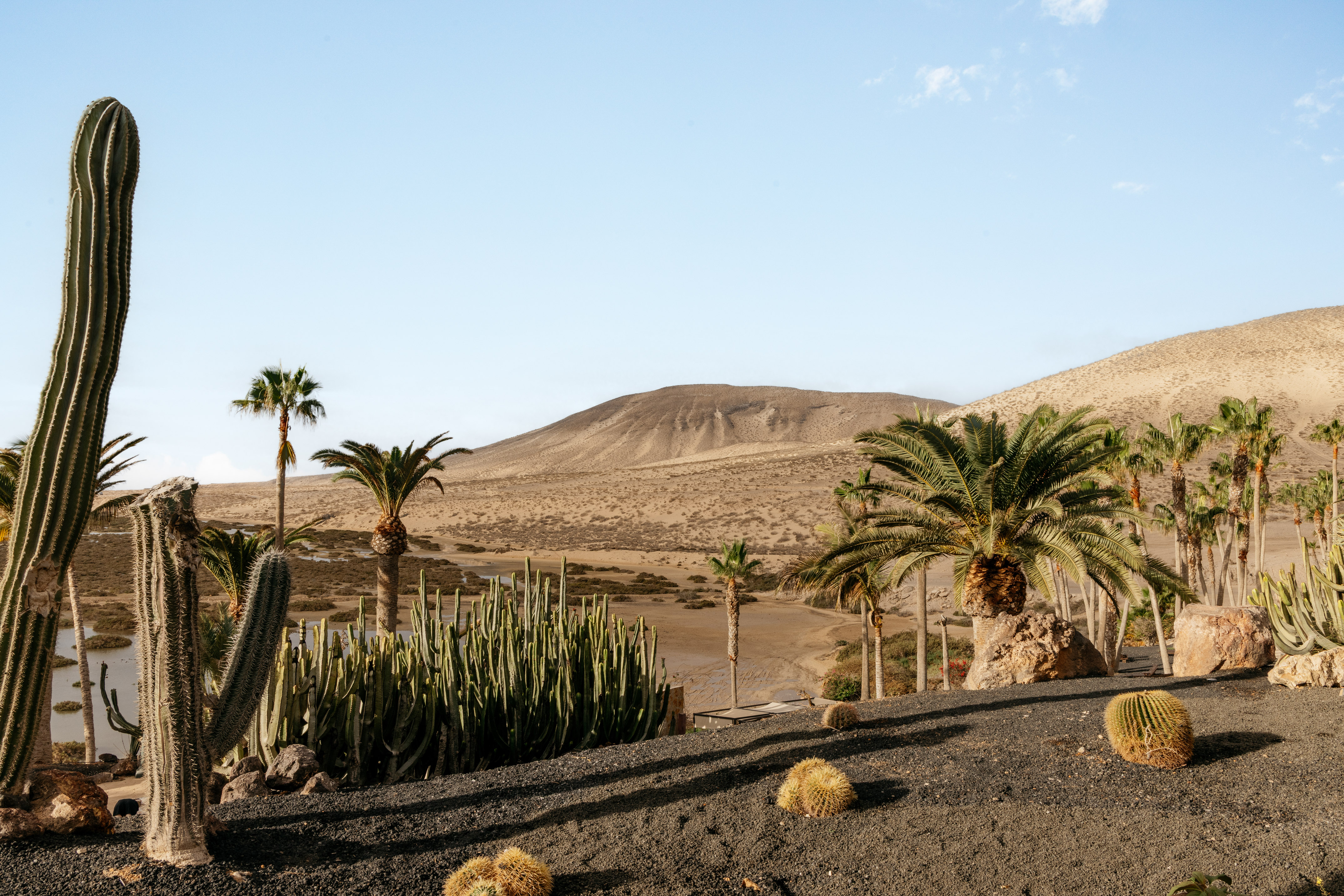Desert garden with cacti, palm trees, dark volcanic soil, and arid mountains.