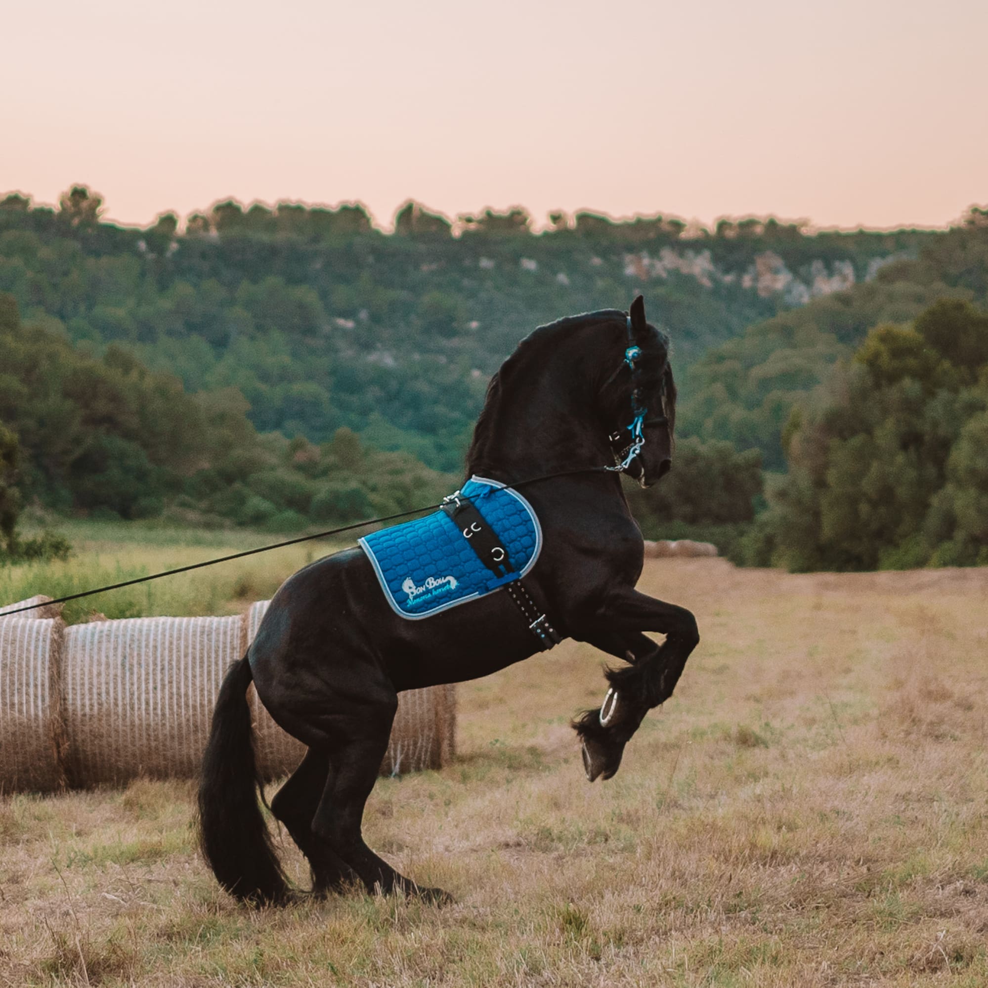 Caballo frisón negro encabritado con mantilla azul brillante en campo con pacas de heno.