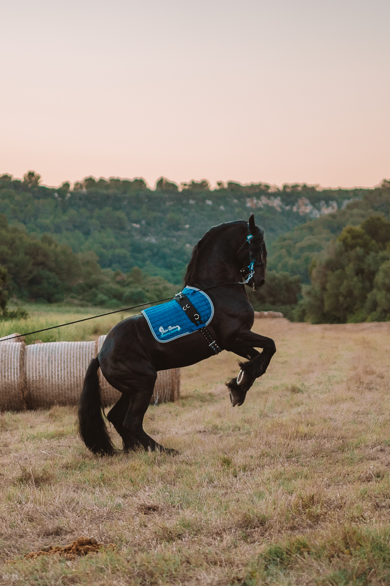 Caballo frisón negro encabritado con mantilla azul brillante en campo con pacas de heno.