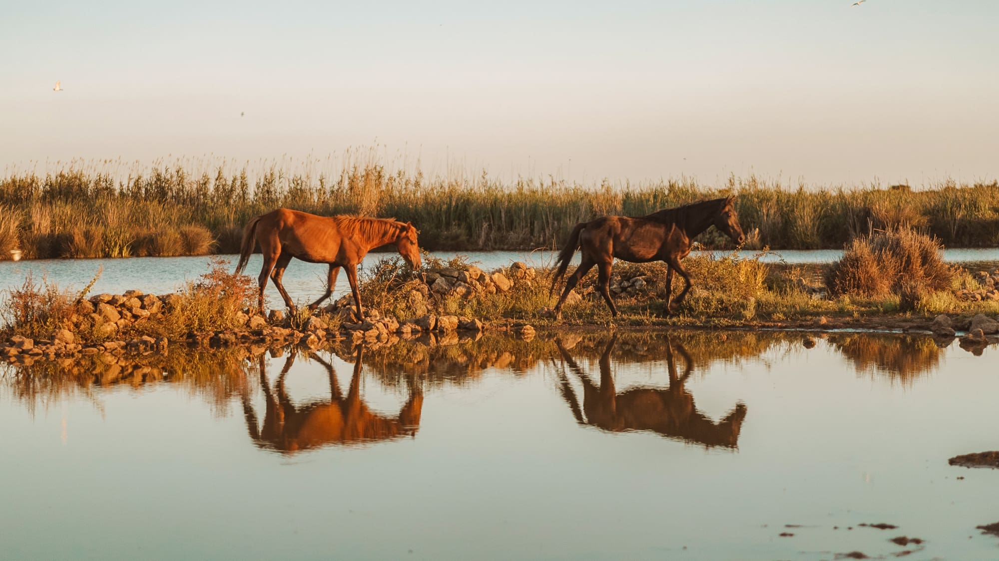 two horses walking along a body of water