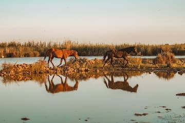 two horses walking along a body of water