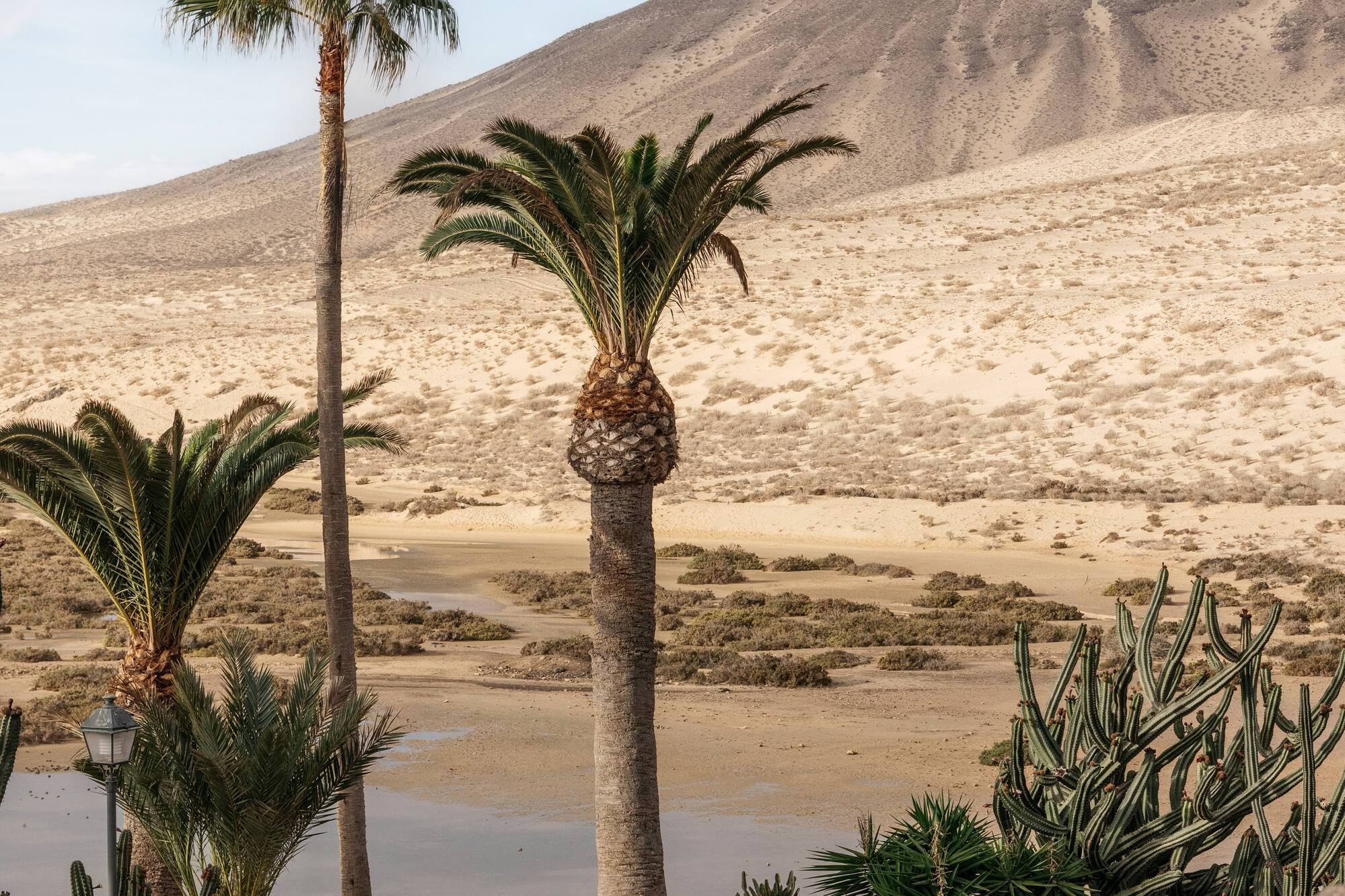 a hot tub with palm trees and a desert landscape