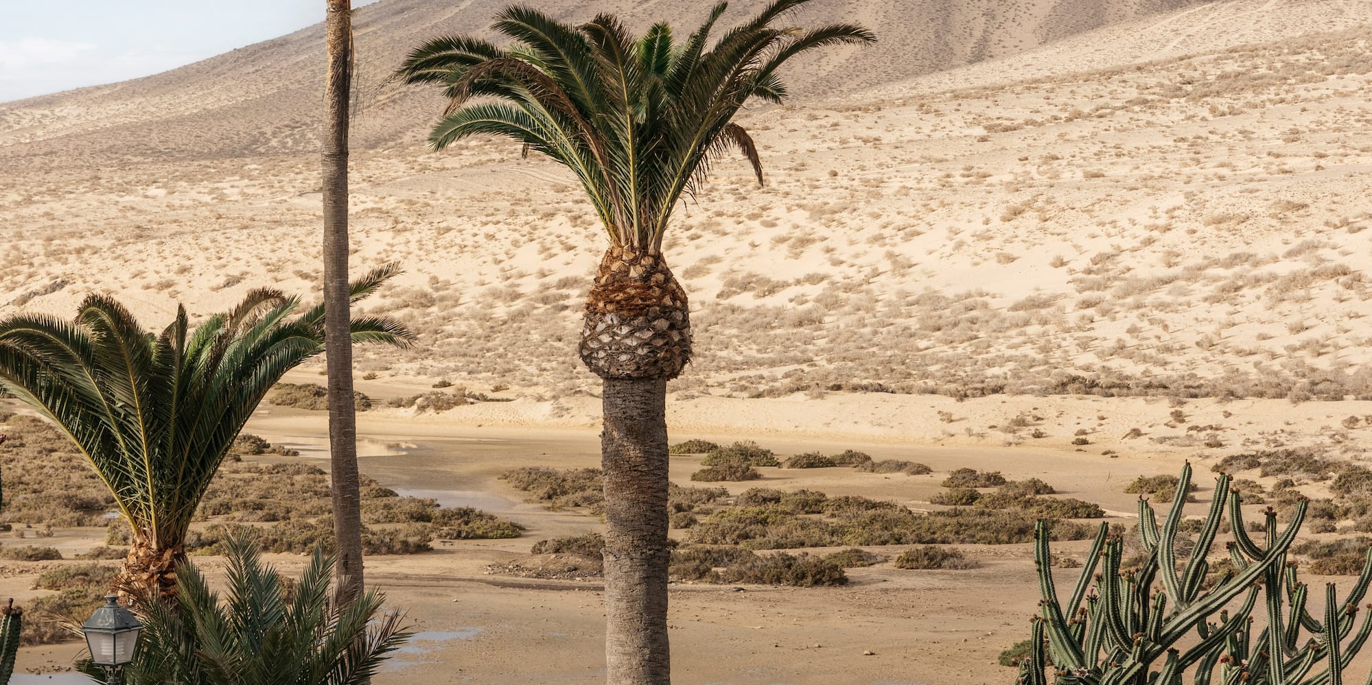 a hot tub with palm trees and a desert landscape