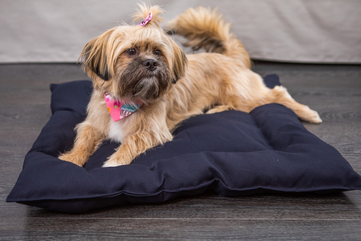 a dog lying on a dog bed