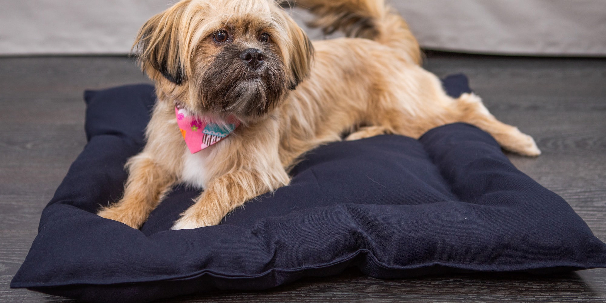 a dog lying on a dog bed