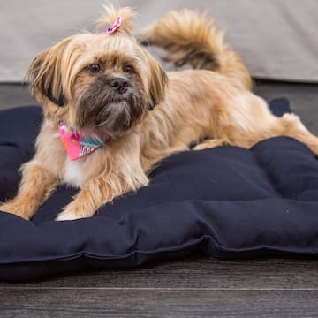 a dog lying on a dog bed