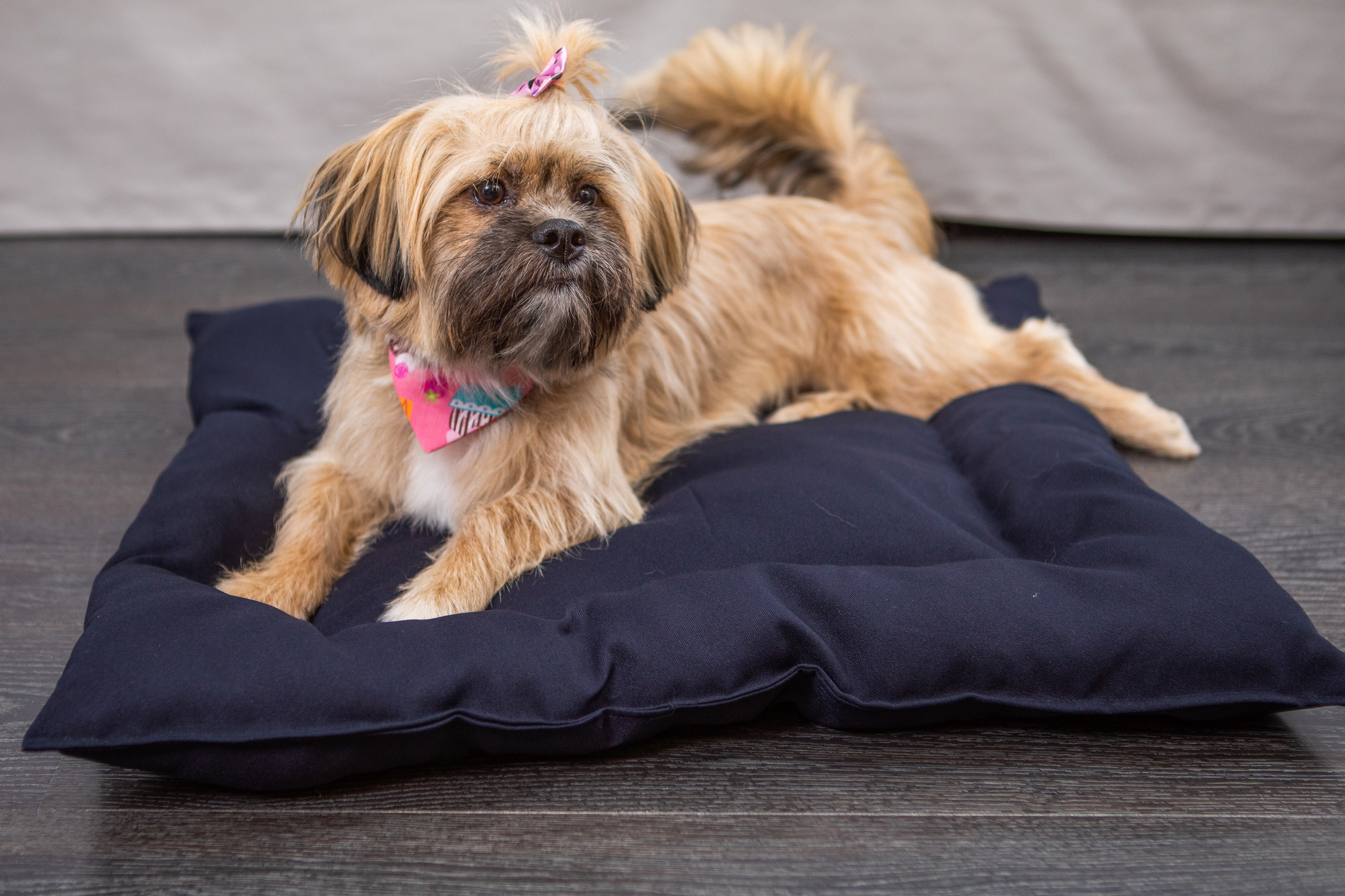 Tan Shih Tzu dog with pink bow and bandana resting on a dark blue pet bed.