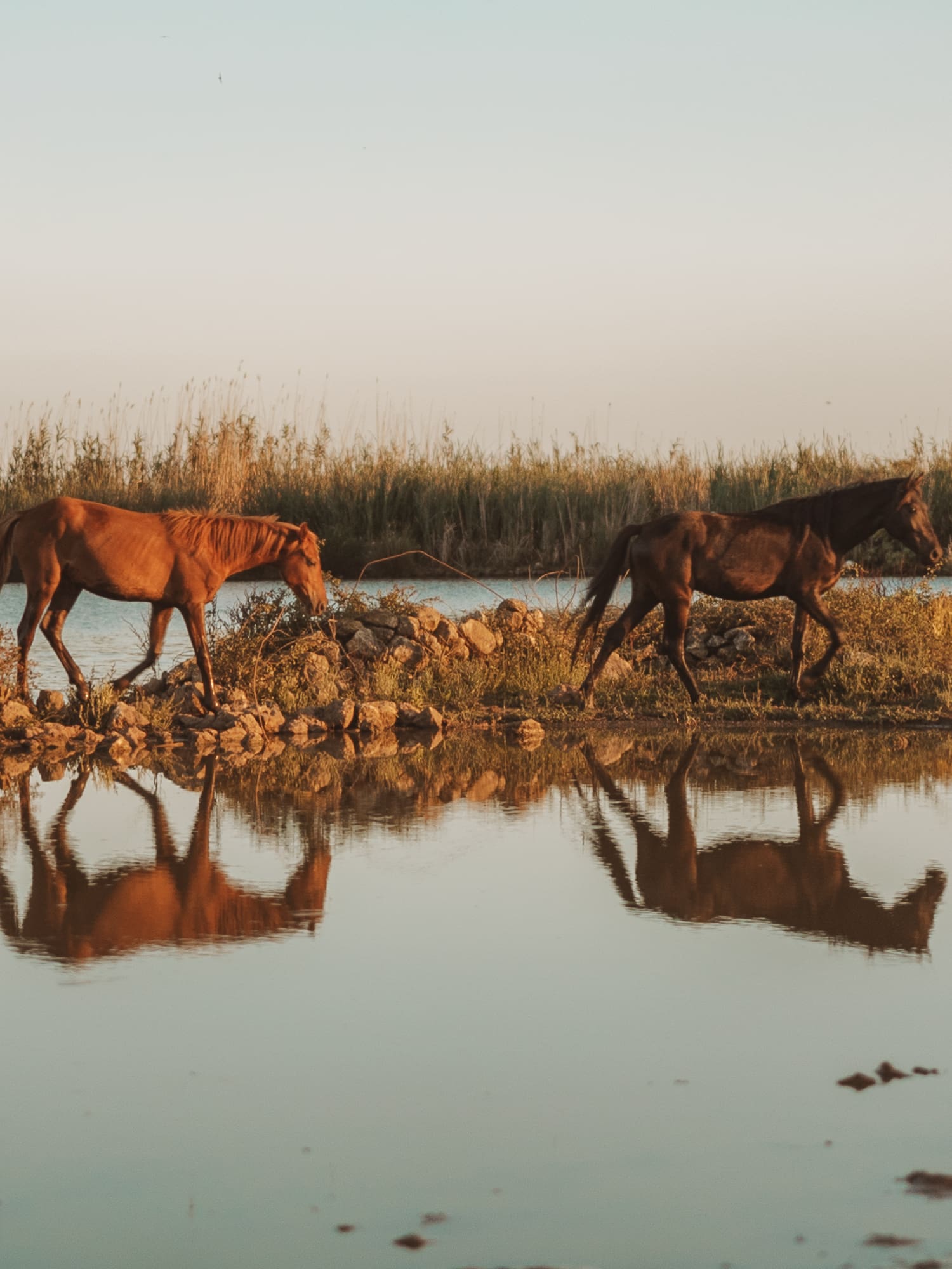 two horses walking along a body of water