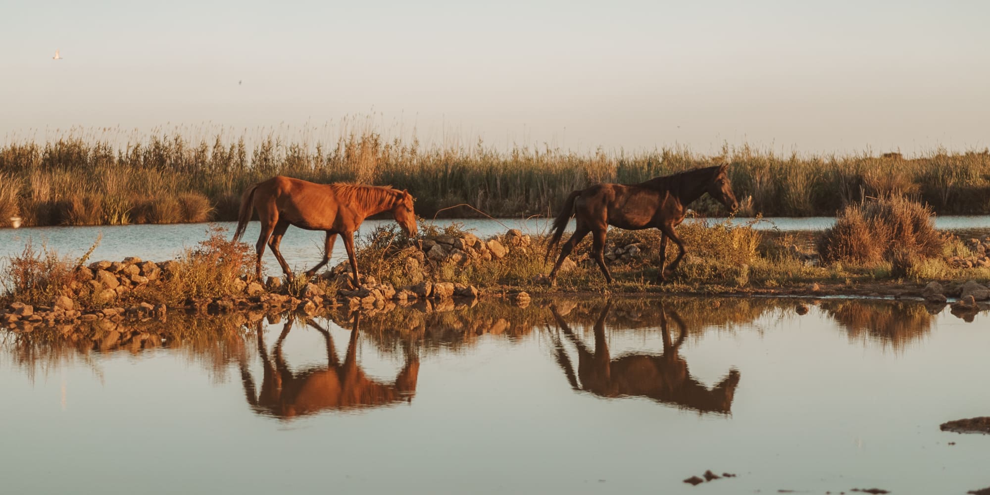 two horses walking along a body of water