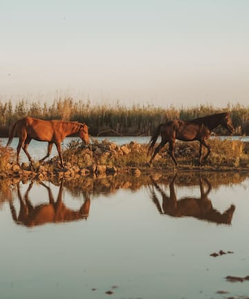 two horses walking along a body of water