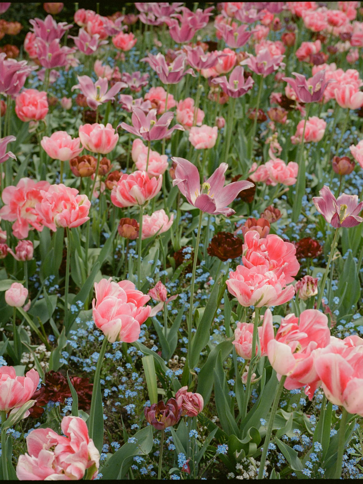 a field of pink and purple flowers