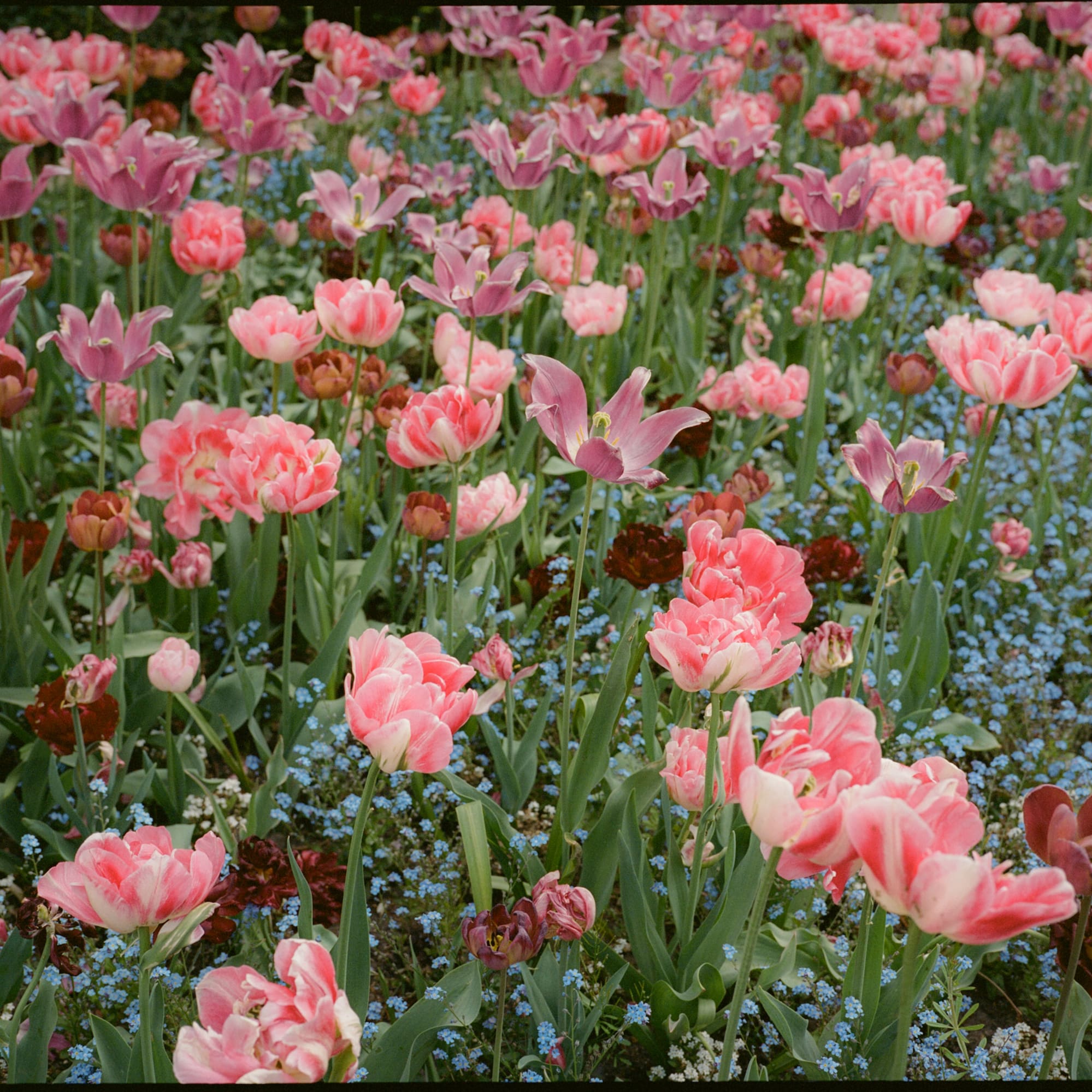 a field of pink and purple flowers