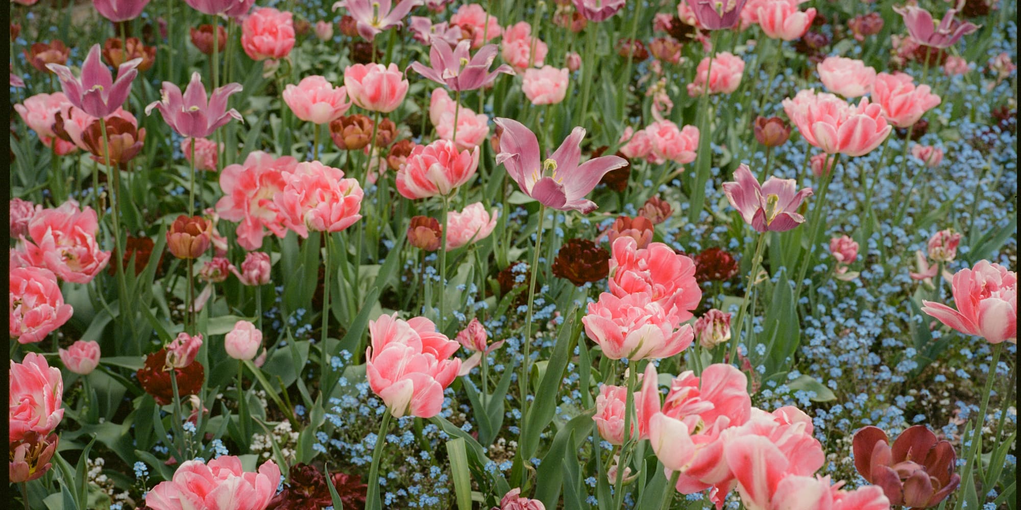 a field of pink and purple flowers
