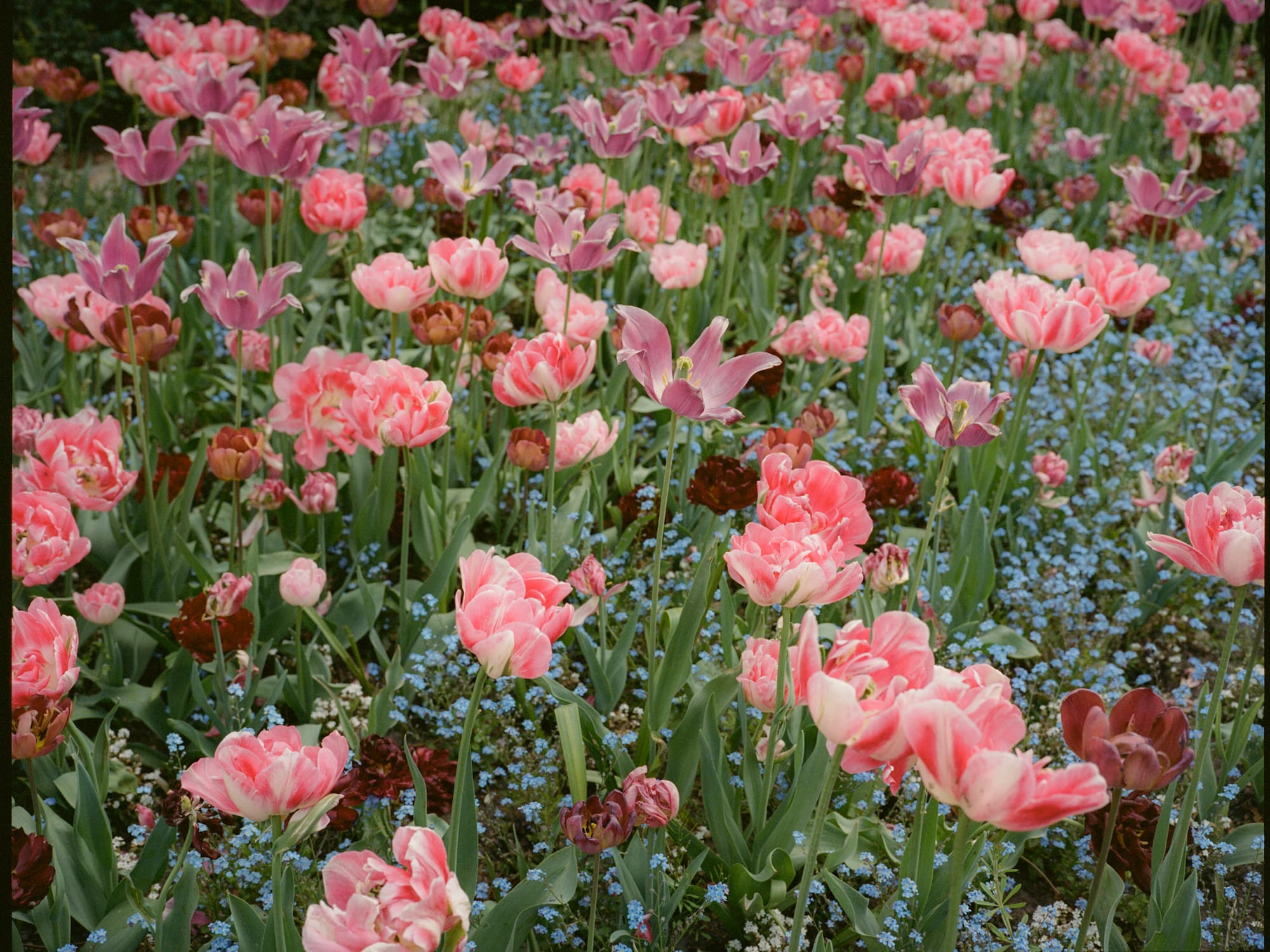 a field of pink and purple flowers
