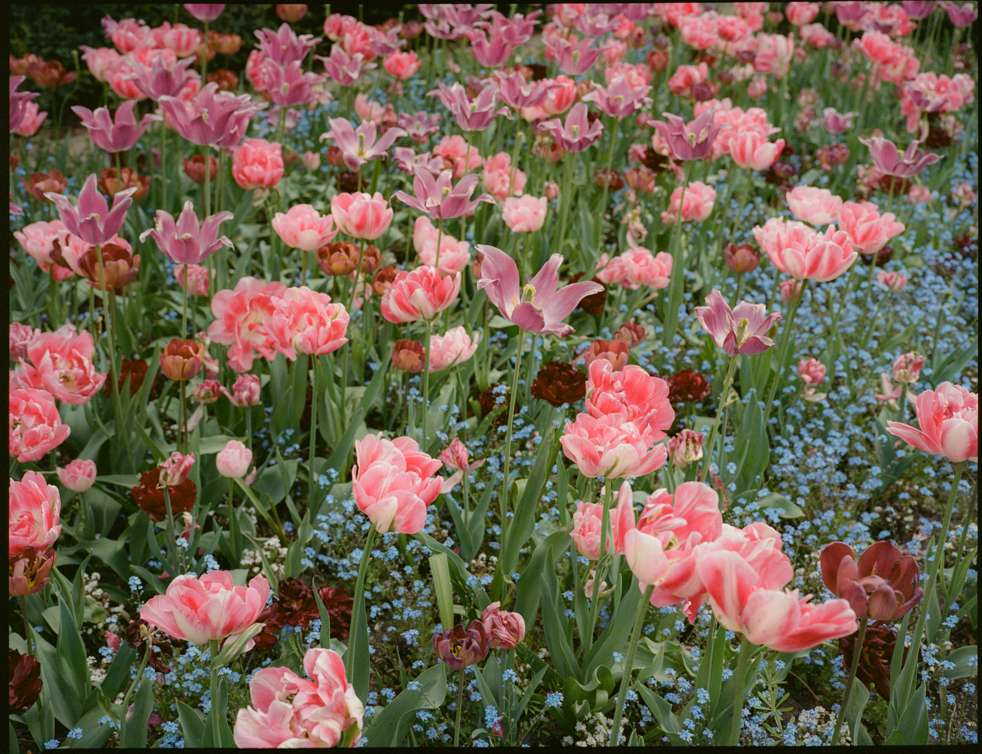 a field of pink and purple flowers