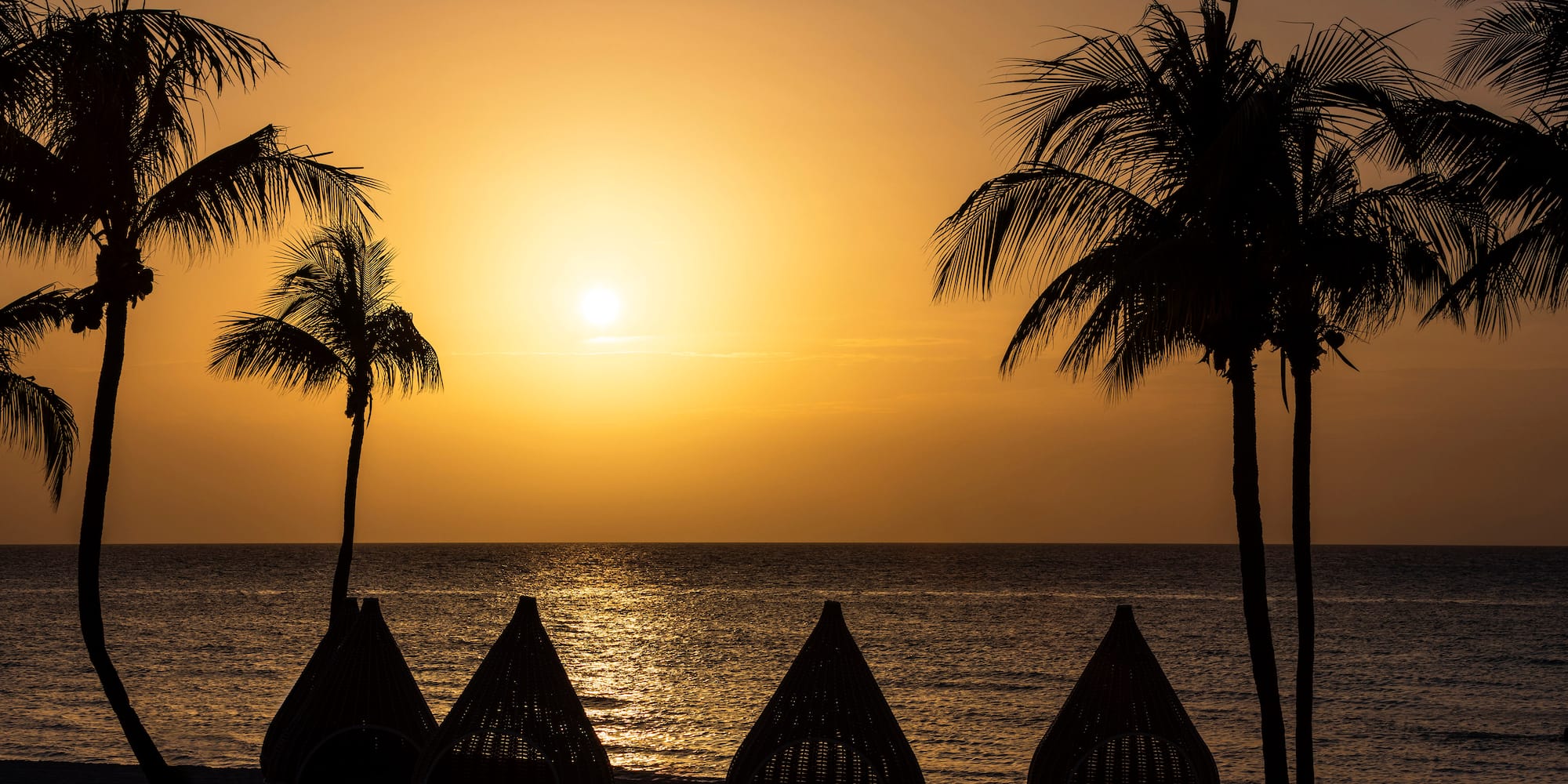 a group of palm trees and a beach chair