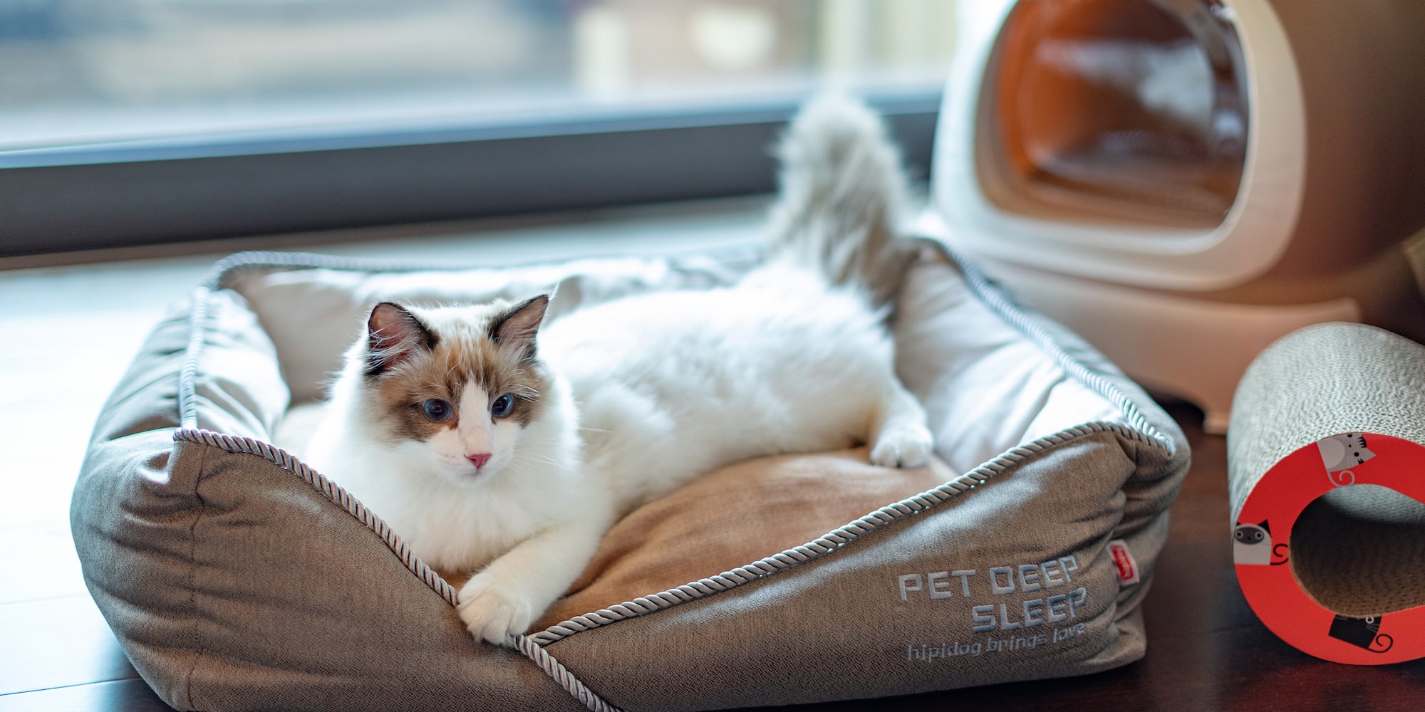 a cat lying on a bed