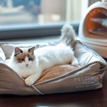 a cat lying on a bed