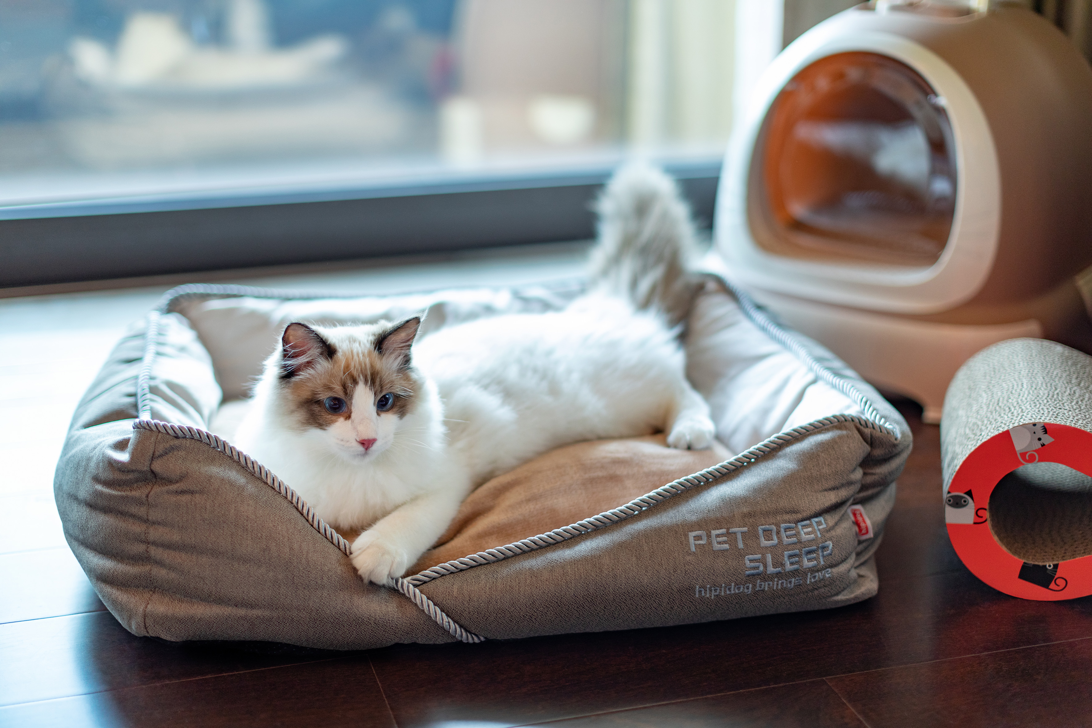 Ragdoll cat relaxing in a cozy pet bed, with cat furniture nearby.