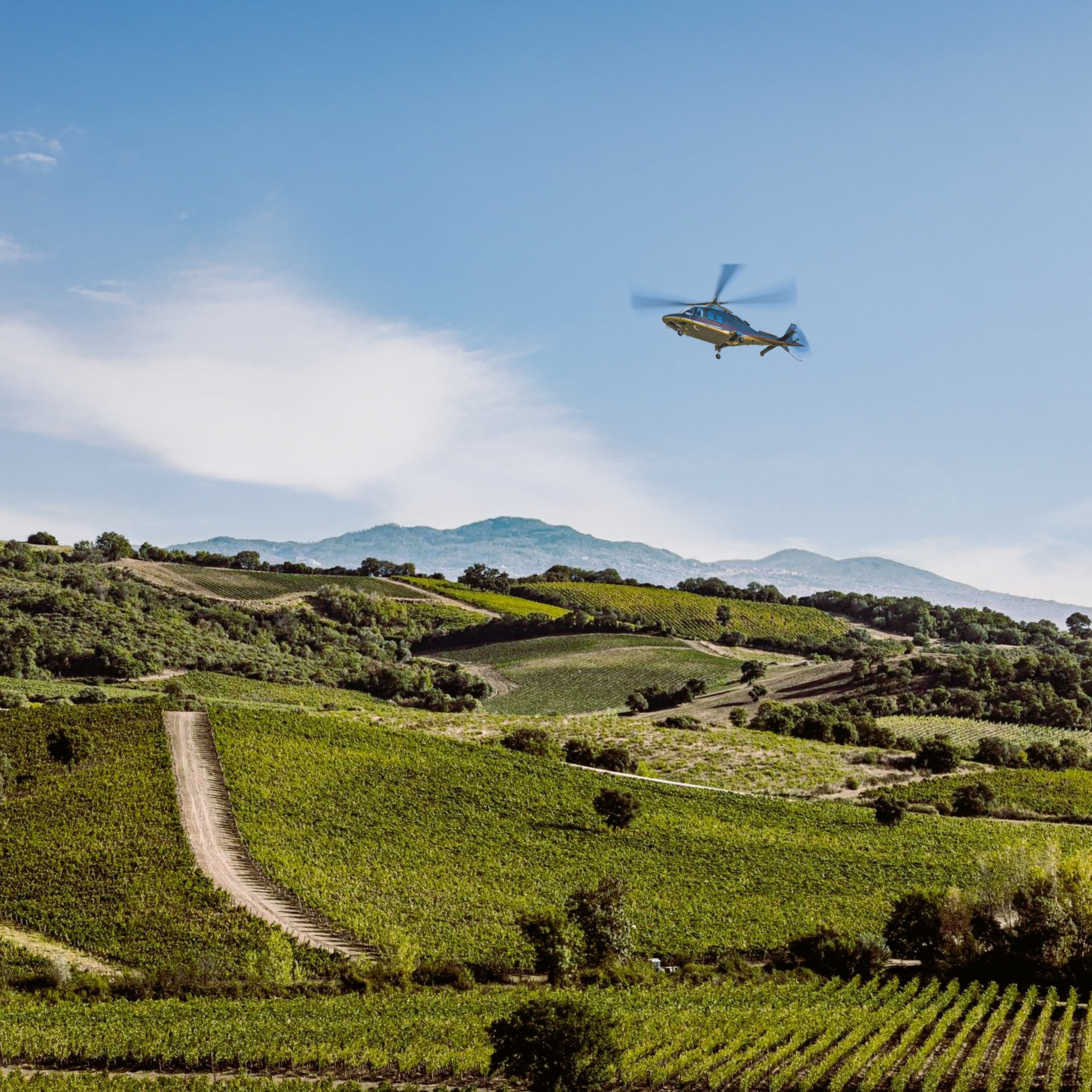 Helicopter flying over lush green vineyards in wine country.