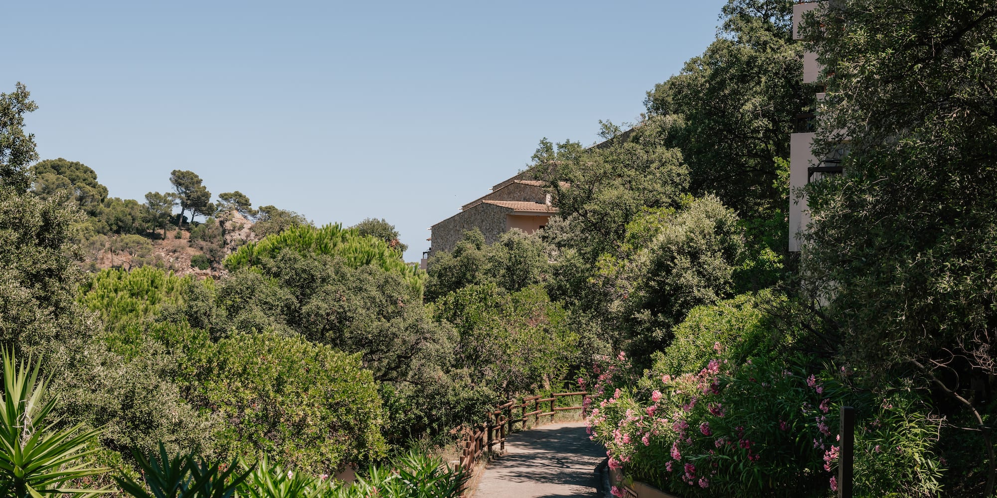 a path with trees and plants around it