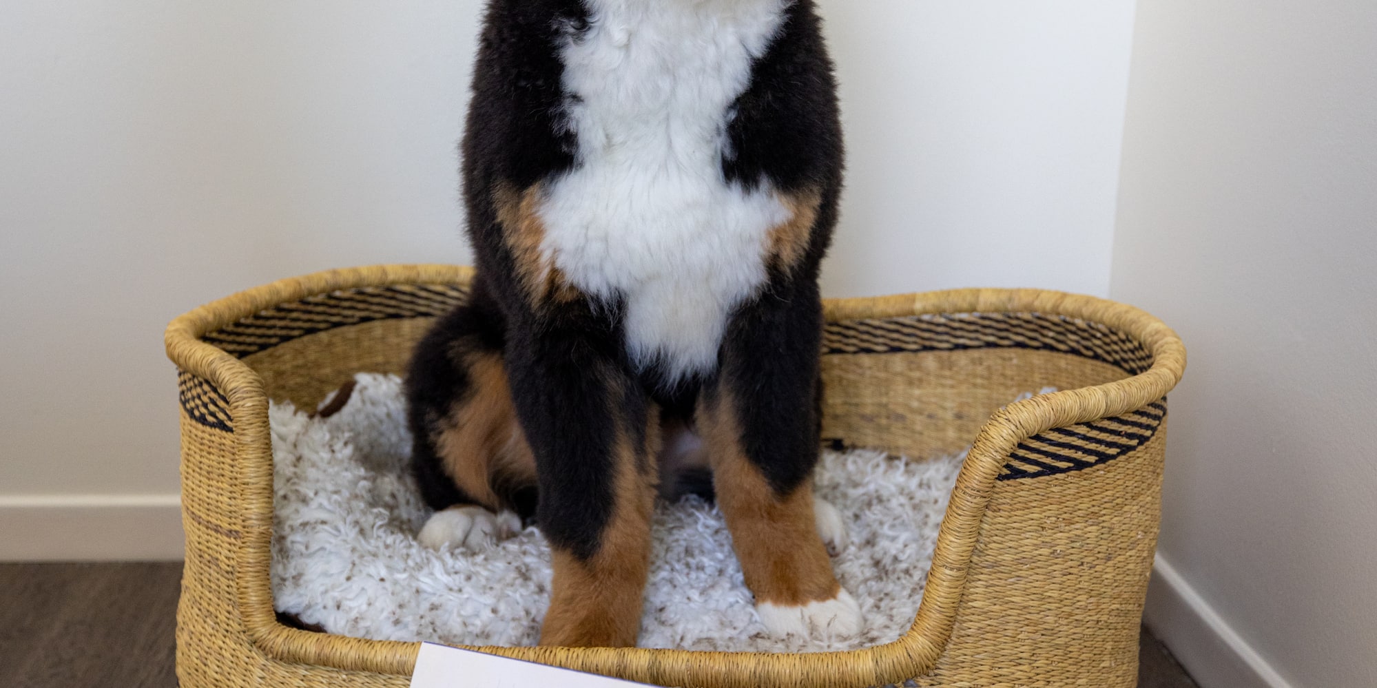 a dog sitting in a dog bed