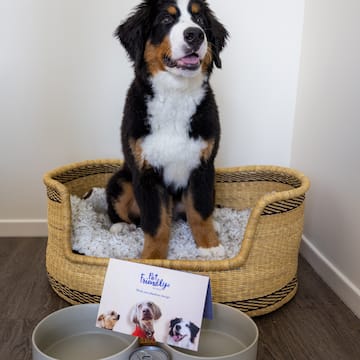 a dog sitting in a dog bed