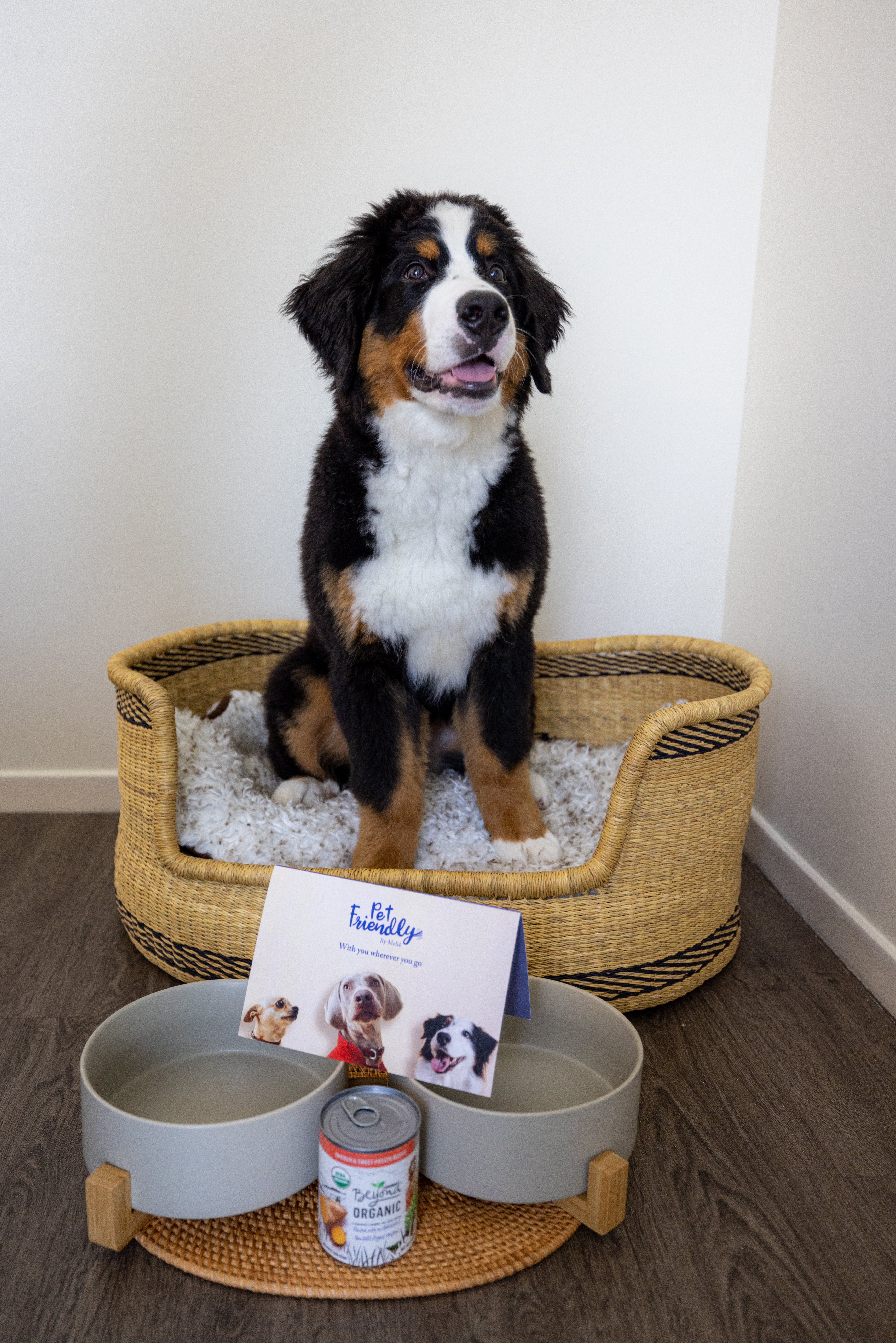 a dog sitting in a dog bed
