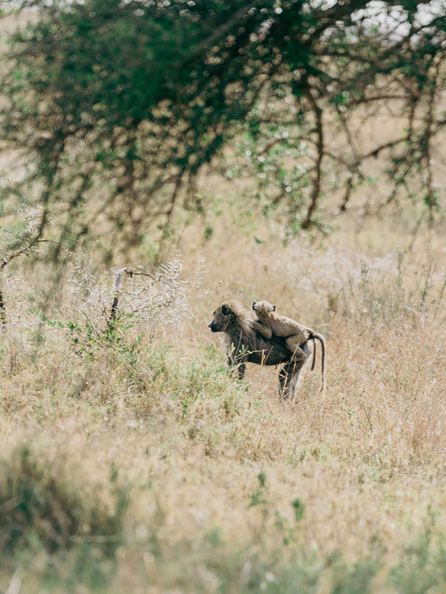 a monkey carrying a baby on its back in a field of tall grass