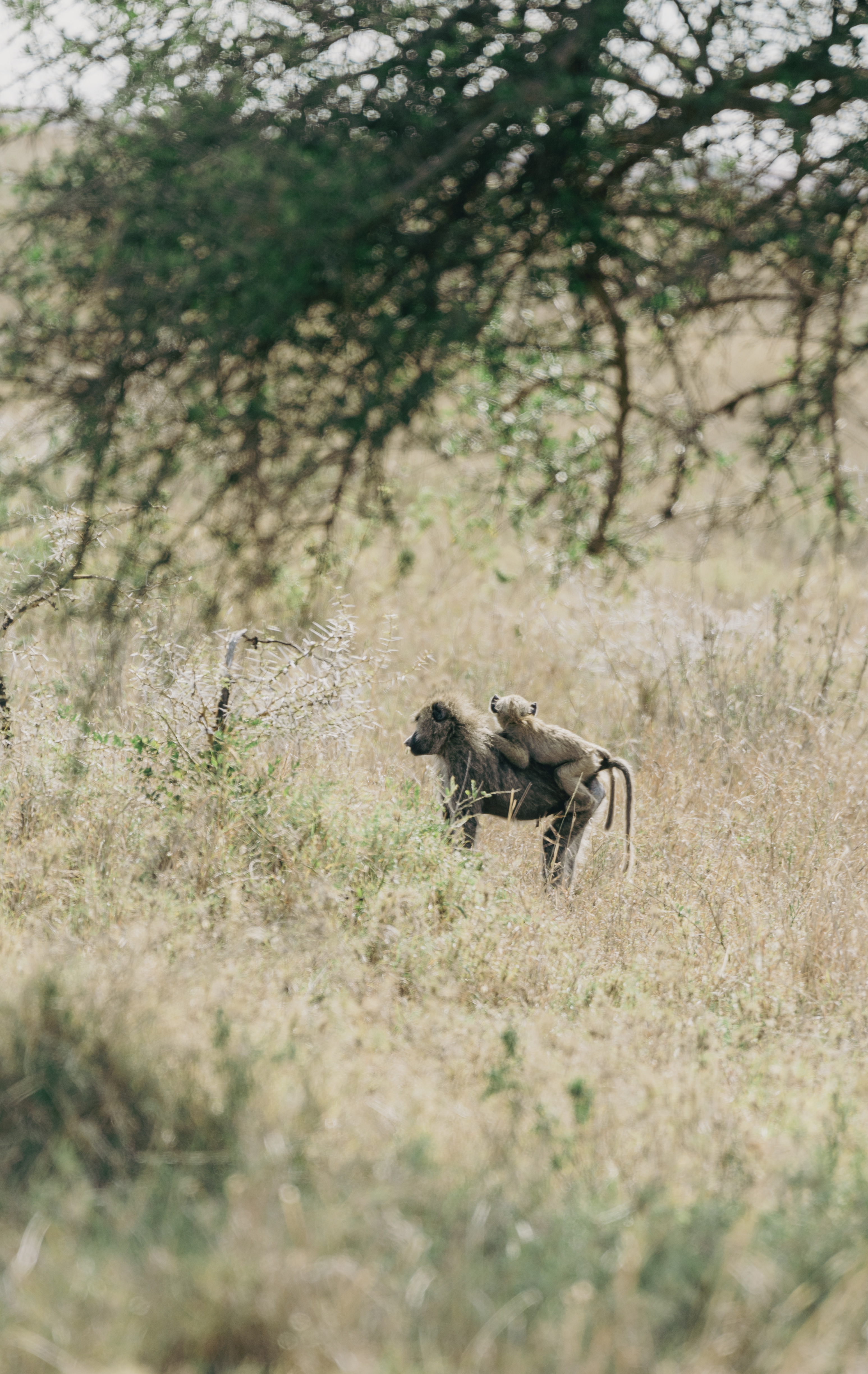 Adult baboon carrying baby on its back in dry savanna.
