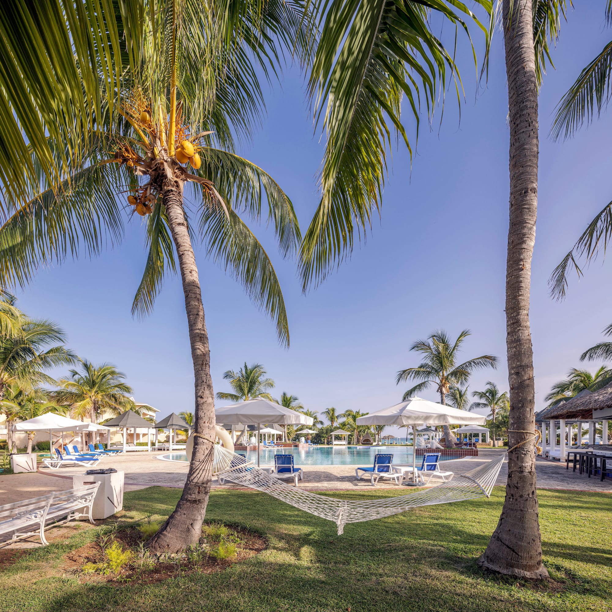 a pool with palm trees and a hammock