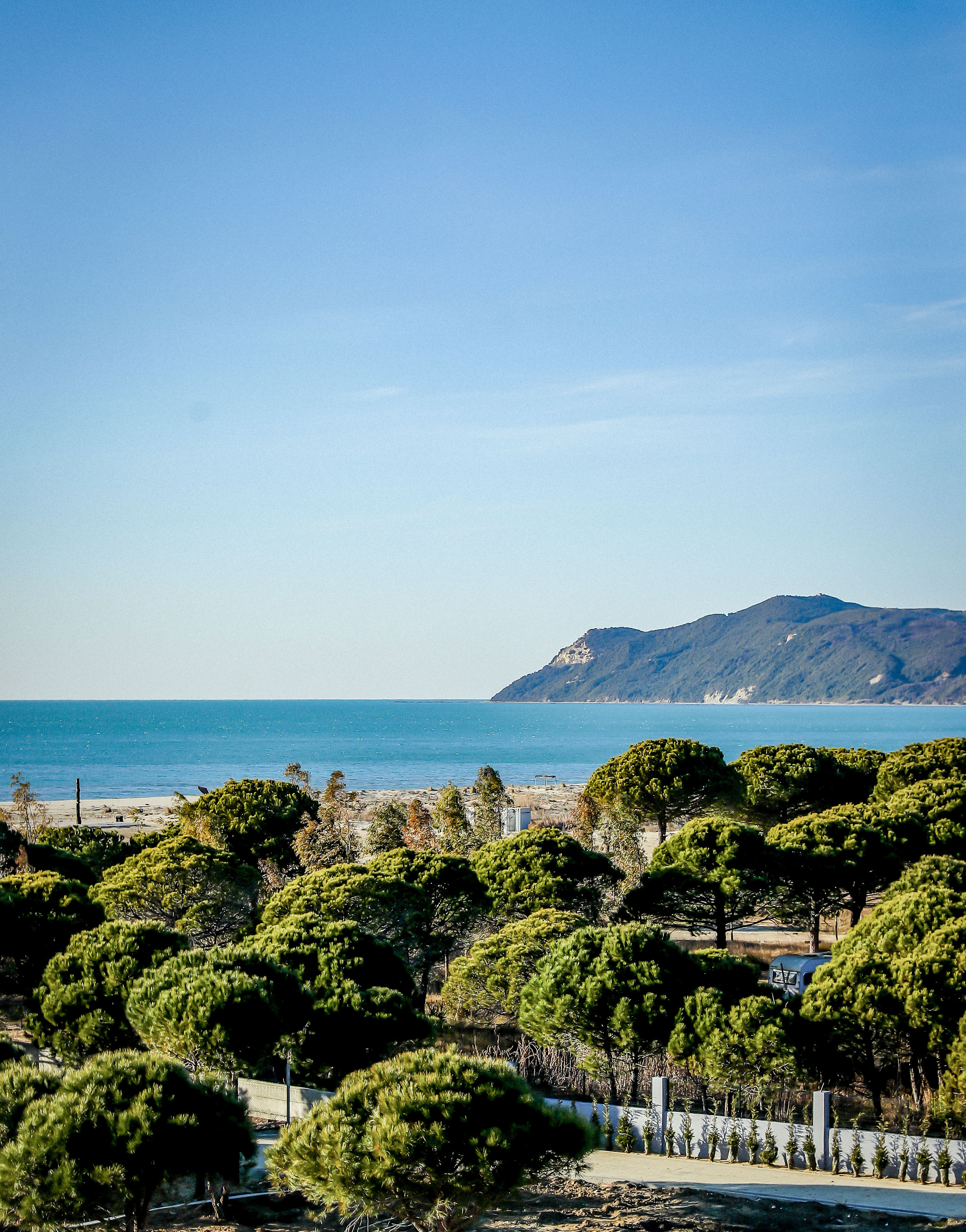 a group of trees and a body of water